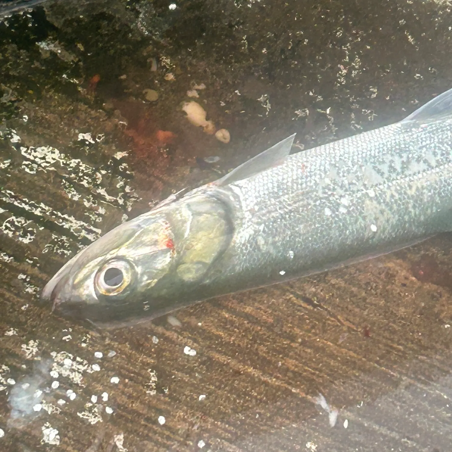 The most recent Mooneye catches on Fishbrain