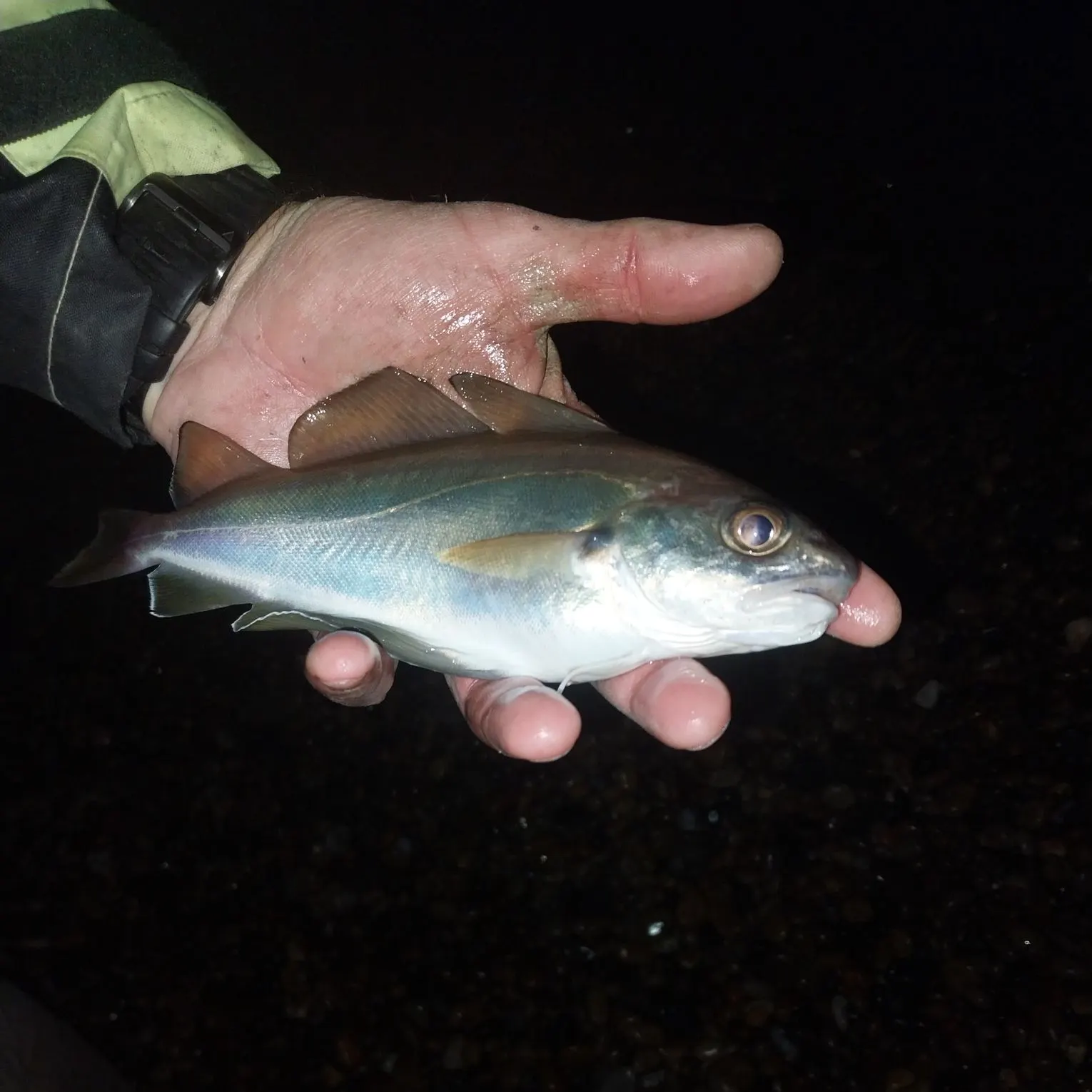 The most recent Pouting catches on Fishbrain