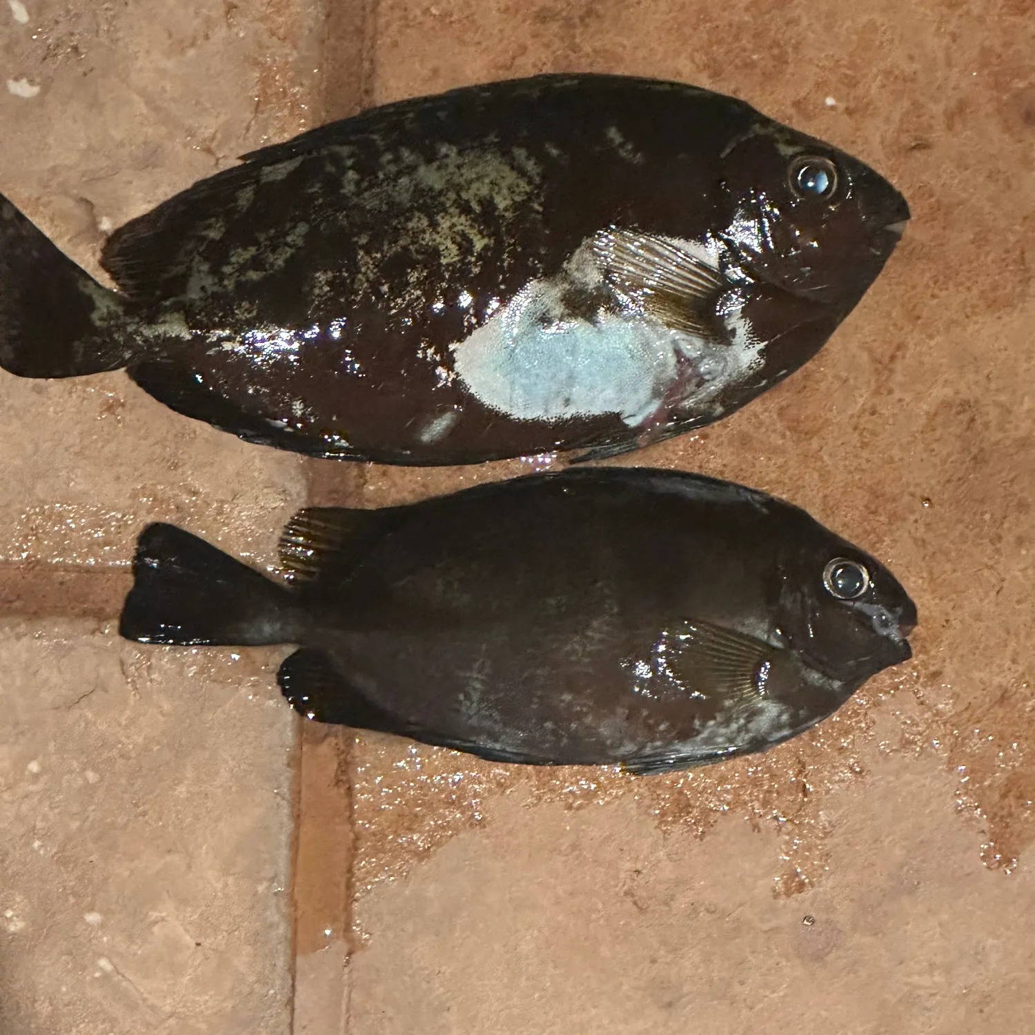 The most recent Marbled Spinefoot catches on Fishbrain