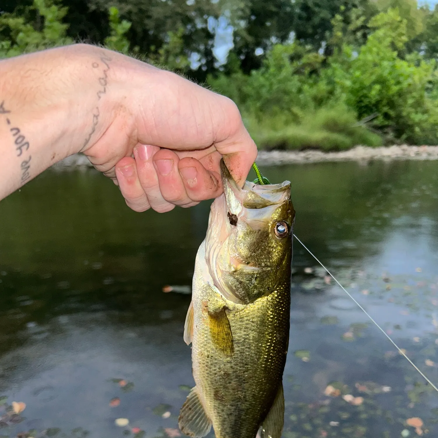 Largemouth bass caught on Fishbrain
