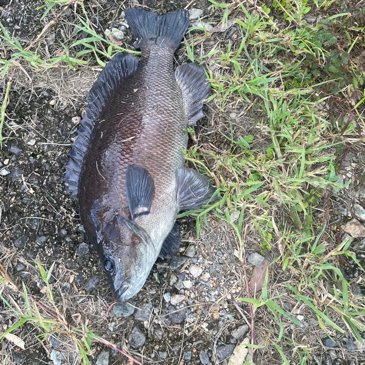 The most recent Sooty grunter catches on Fishbrain