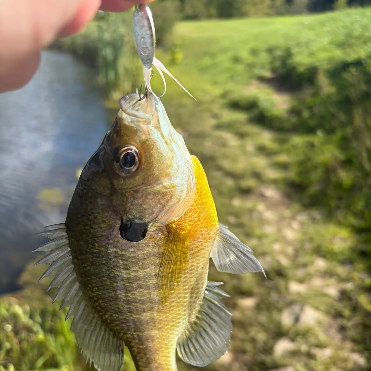 Bluegill caught on Fishbrain
