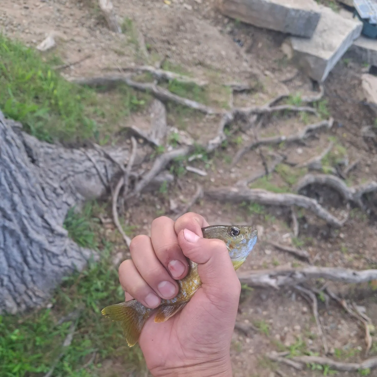 Green sunfish caught on Fishbrain
