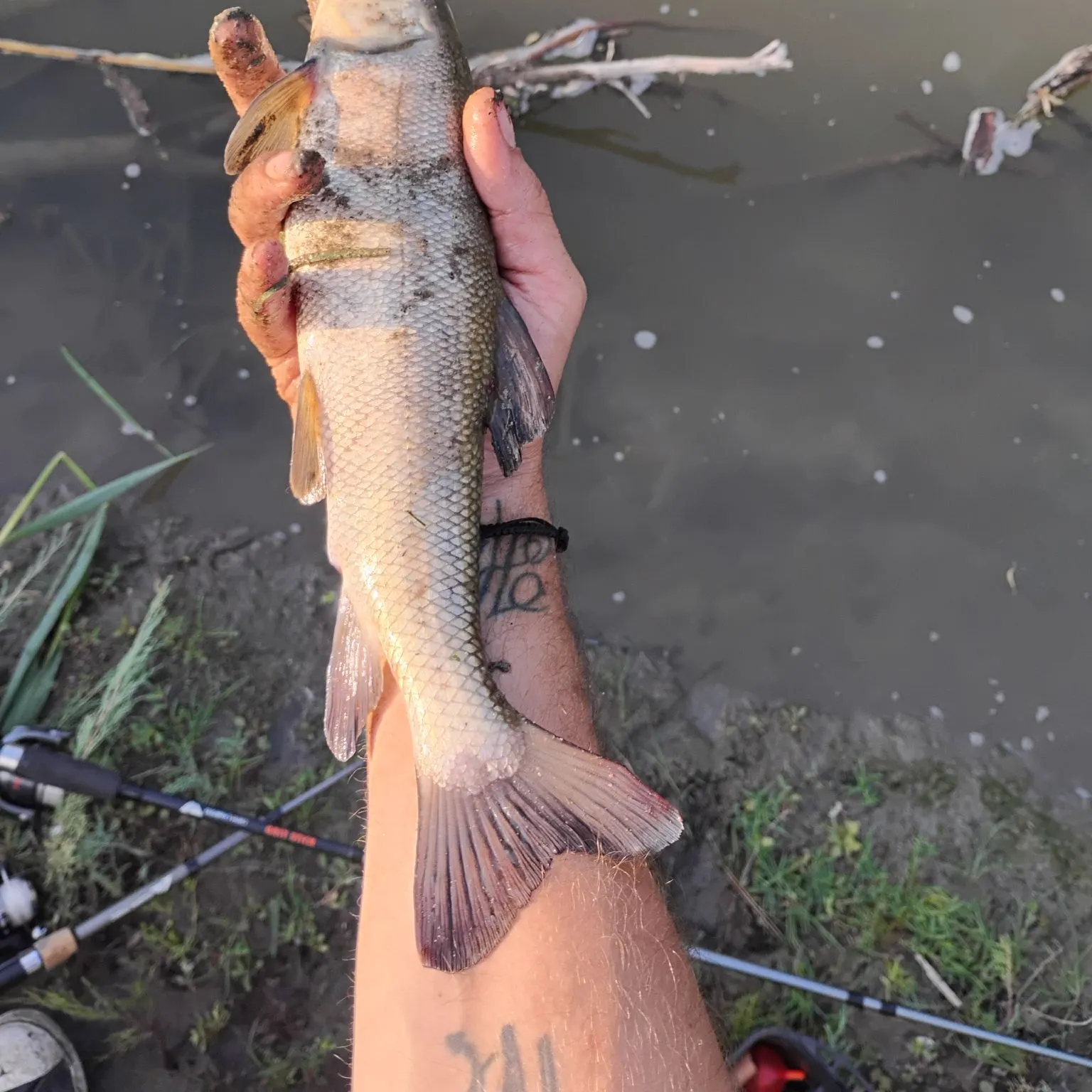 The most recent Gray redhorse catches on Fishbrain