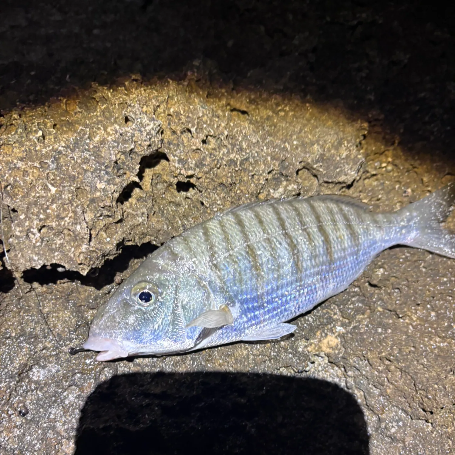 The most recent Striped seabream catches on Fishbrain