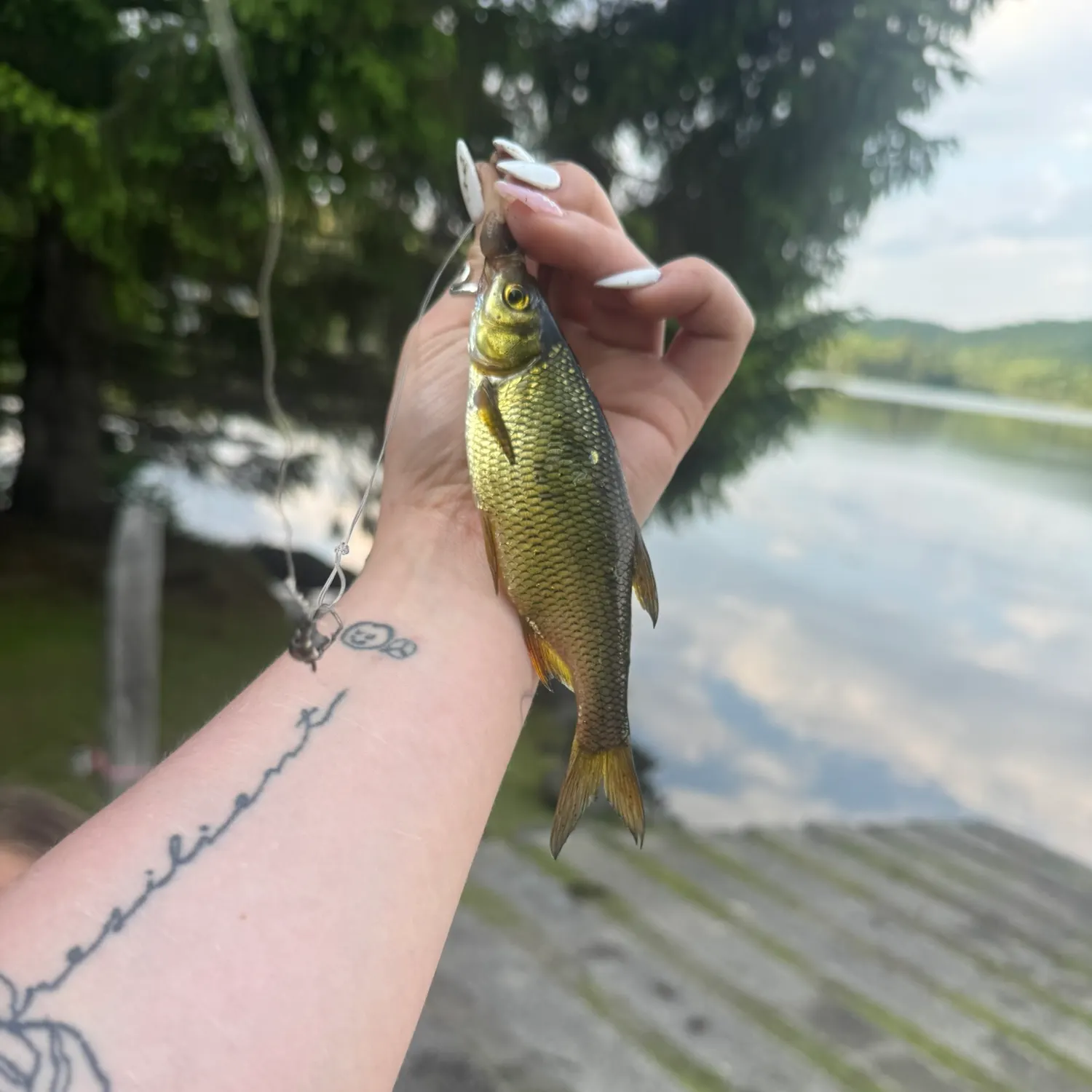 recently logged catches