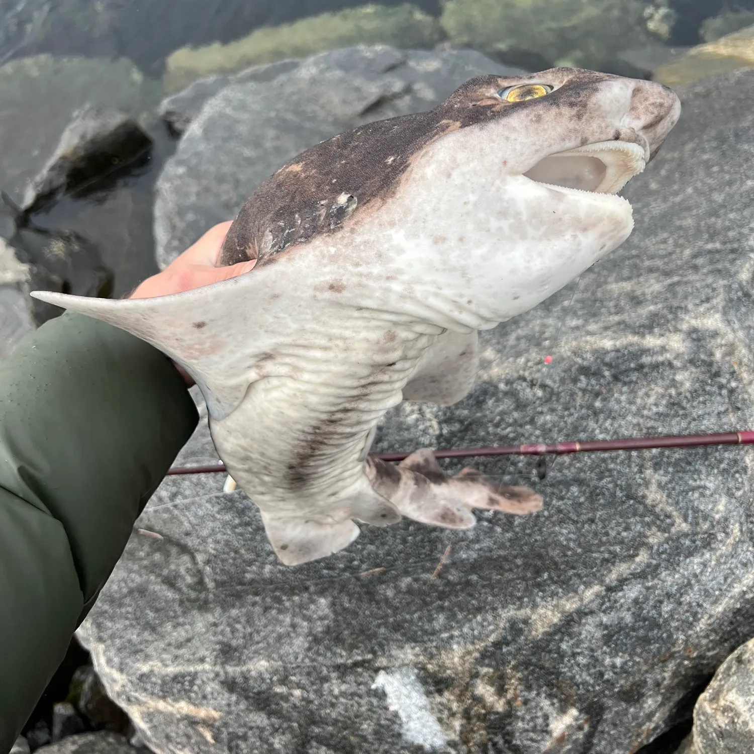 The most recent Swellshark catches on Fishbrain