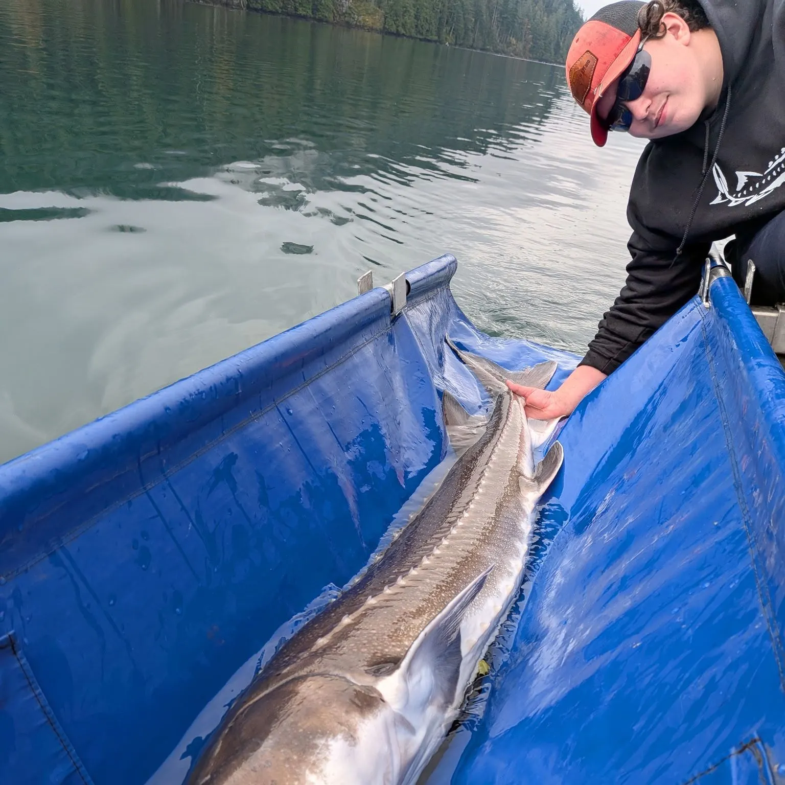 White sturgeon caught on Fishbrain