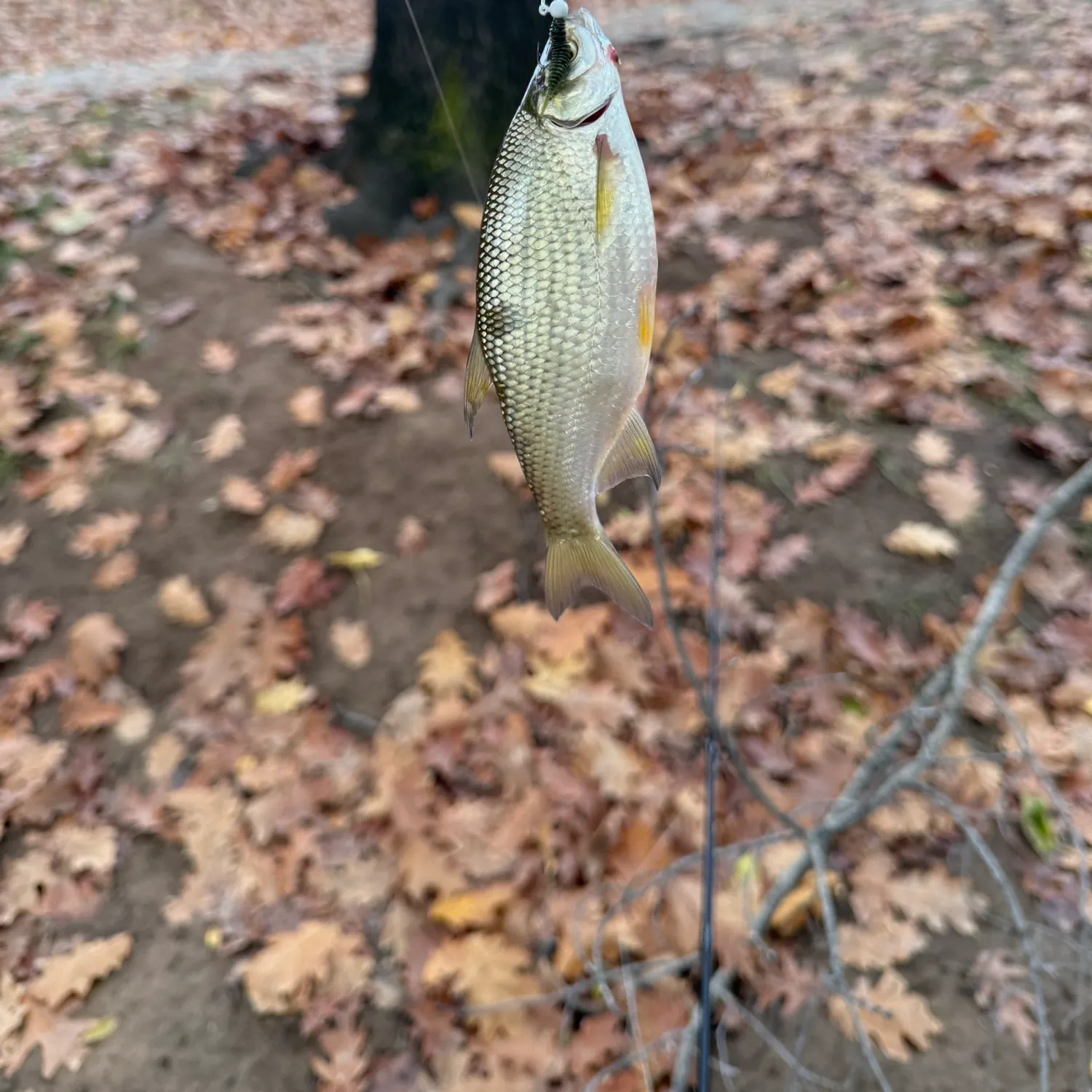 The most recent Golden shiner catches on Fishbrain