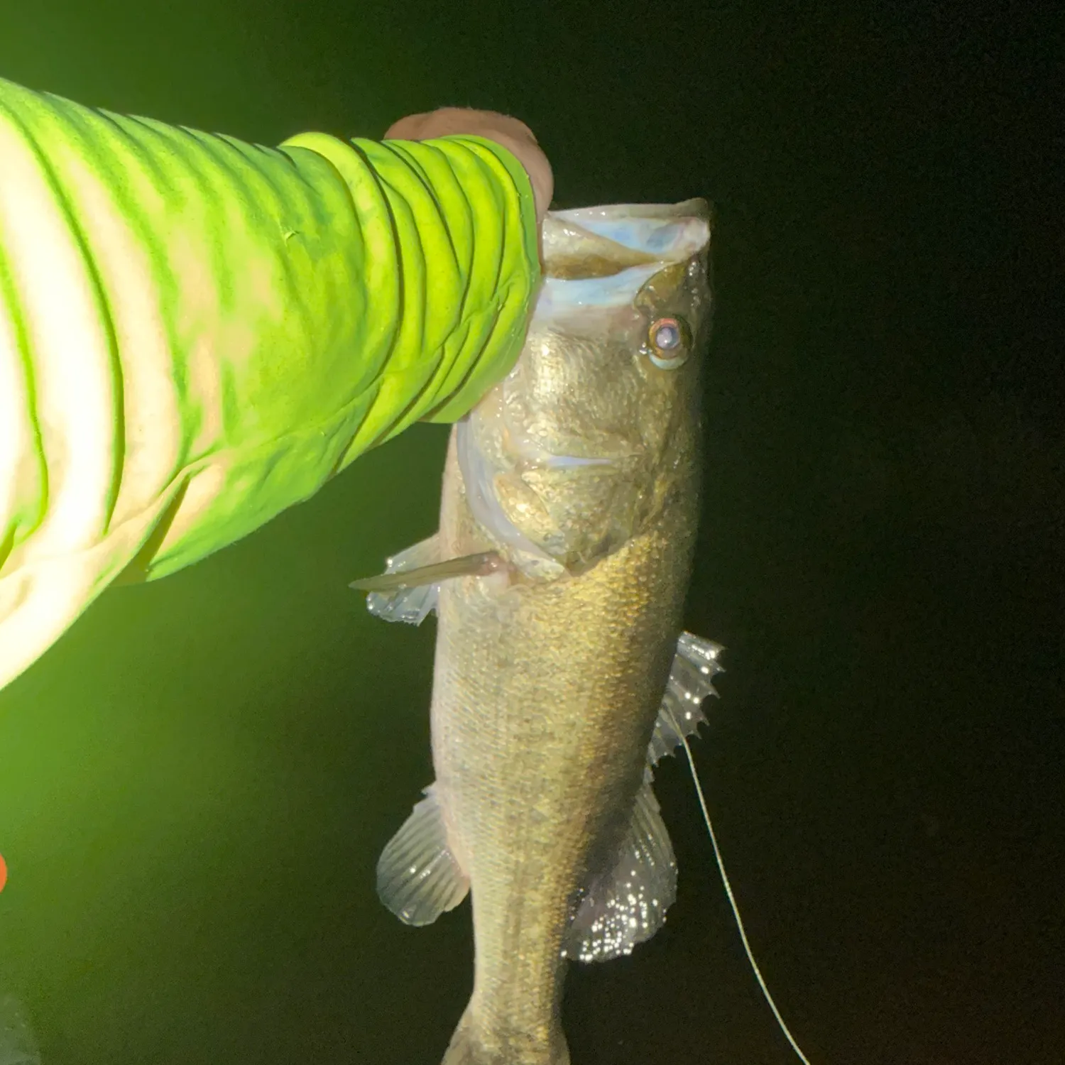 Largemouth bass caught on Fishbrain