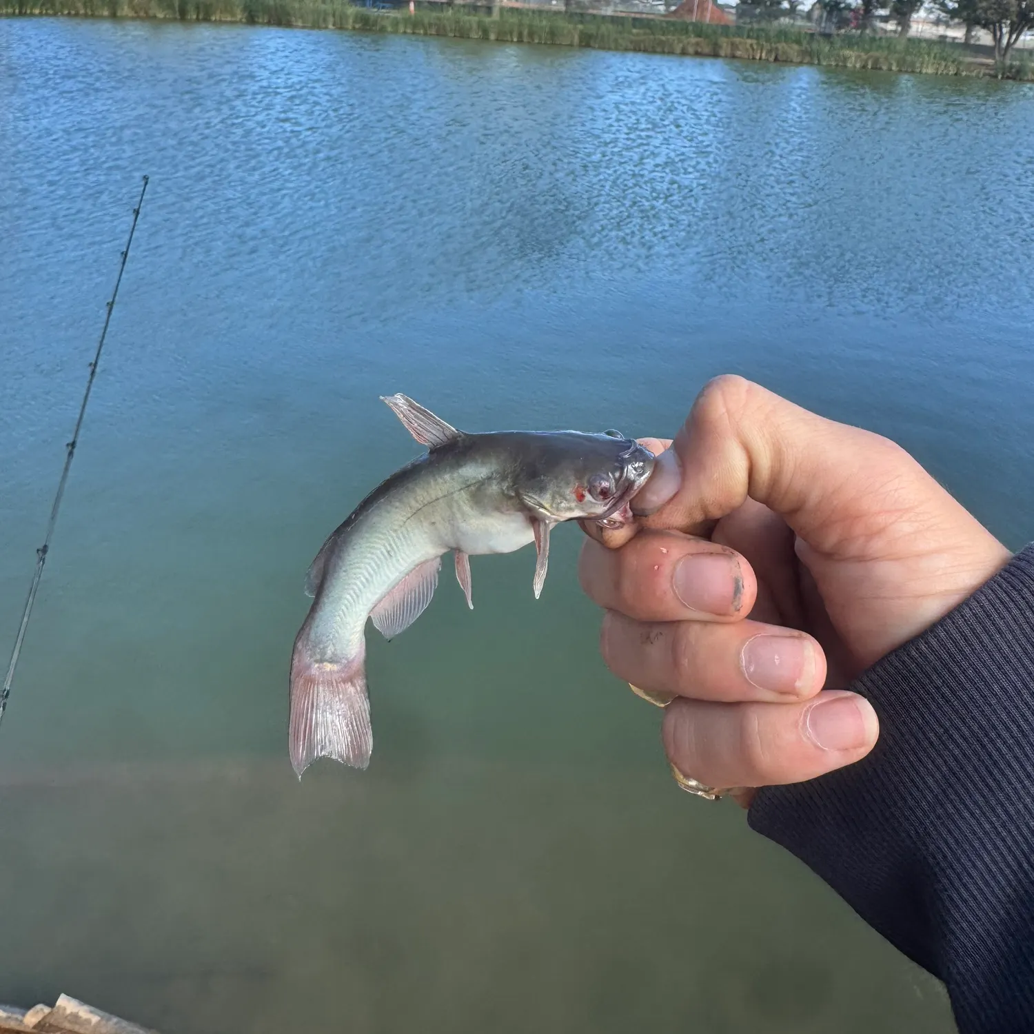 Black bullhead caught on Fishbrain