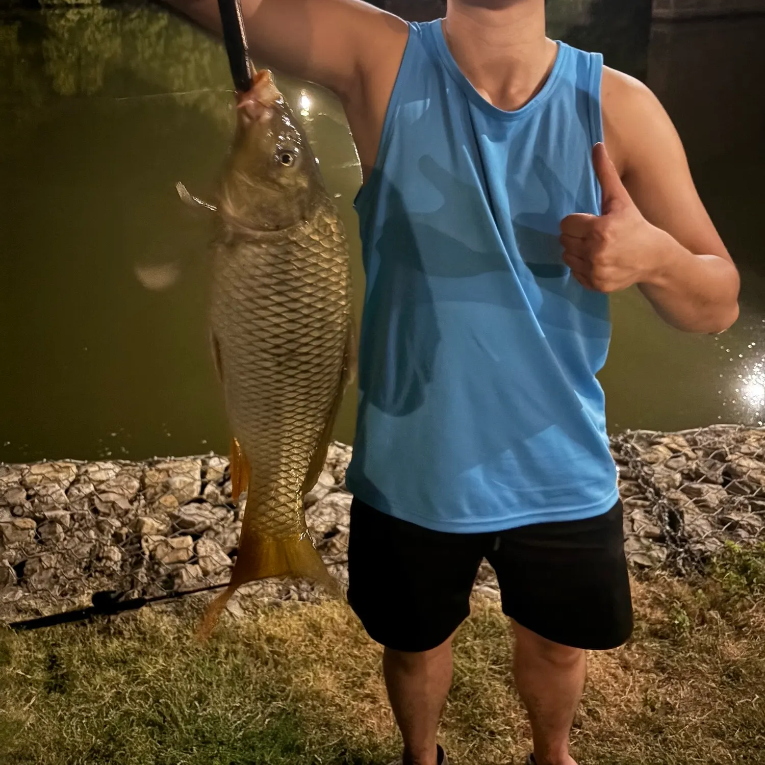 Common carp caught on Fishbrain