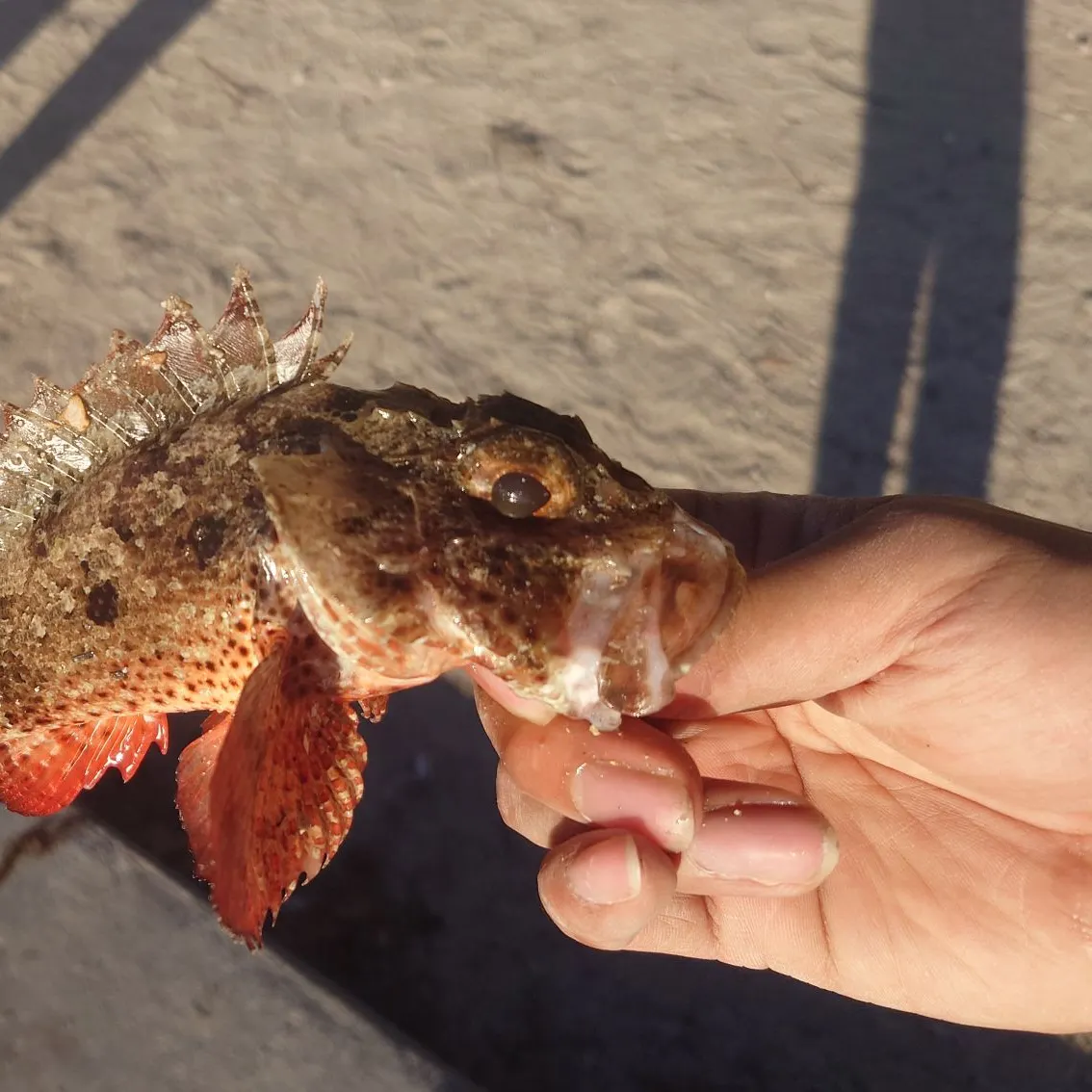 The most recent Barbfish catches on Fishbrain