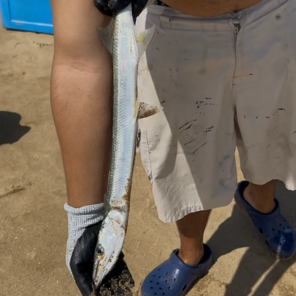 The most recent Banded needlefish catches on Fishbrain