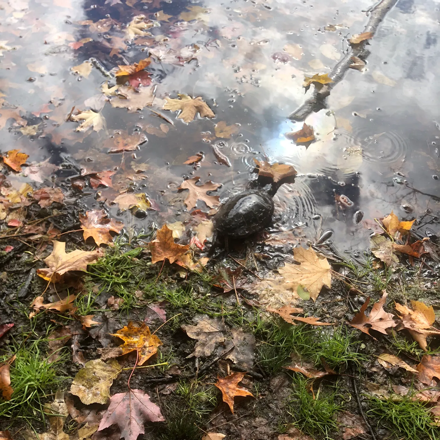 Painted turtle caught on Fishbrain