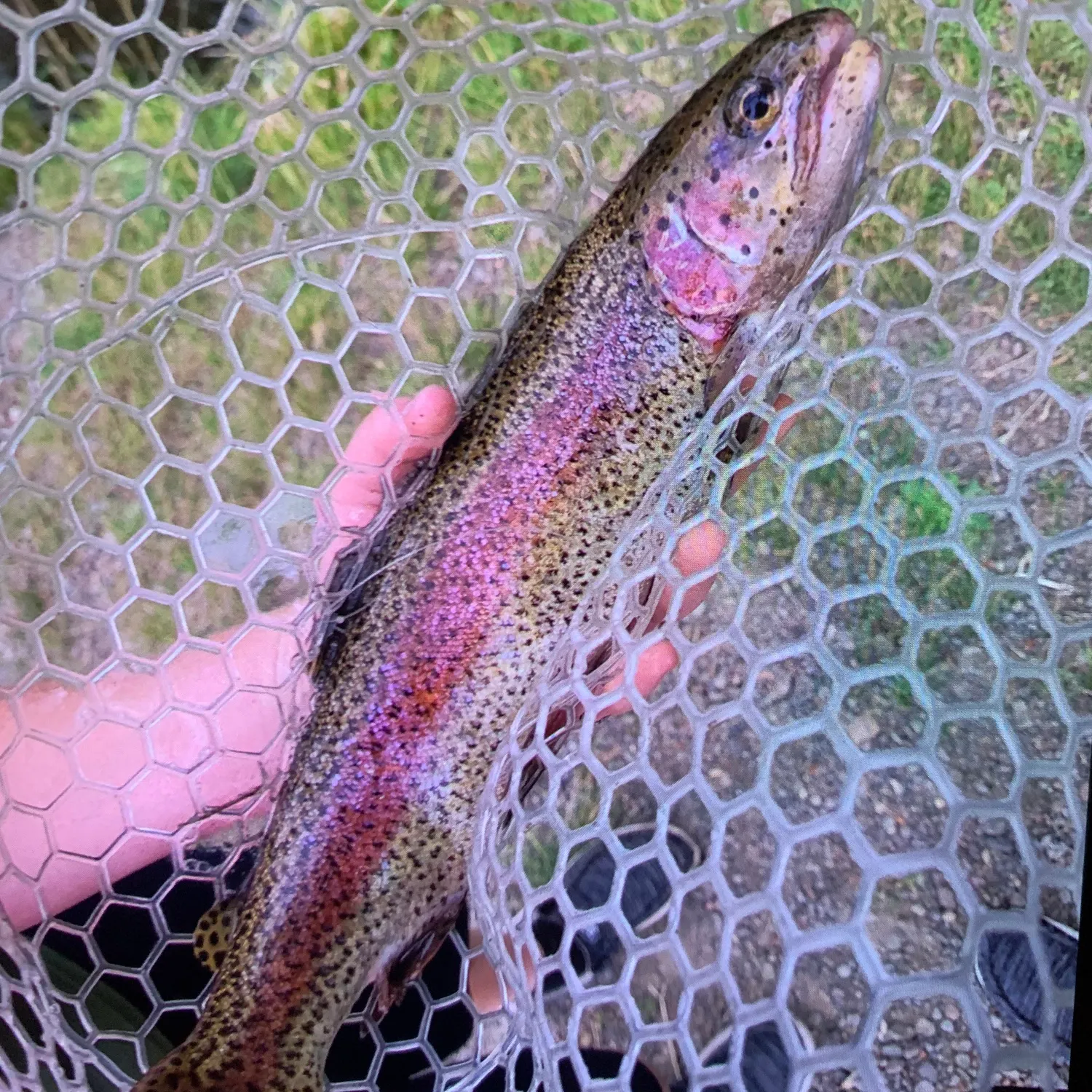 Rainbow trout caught on Fishbrain