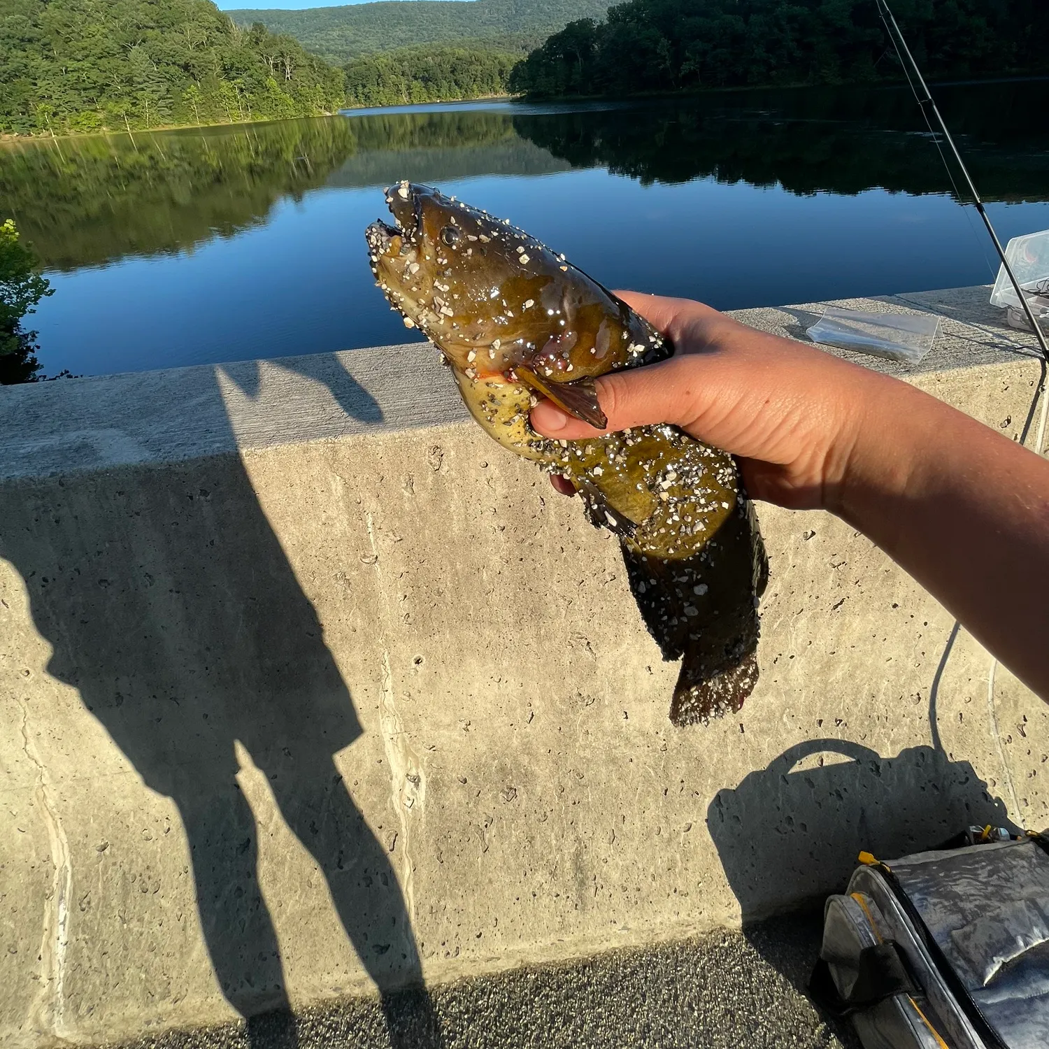 Yellow bullhead caught on Fishbrain