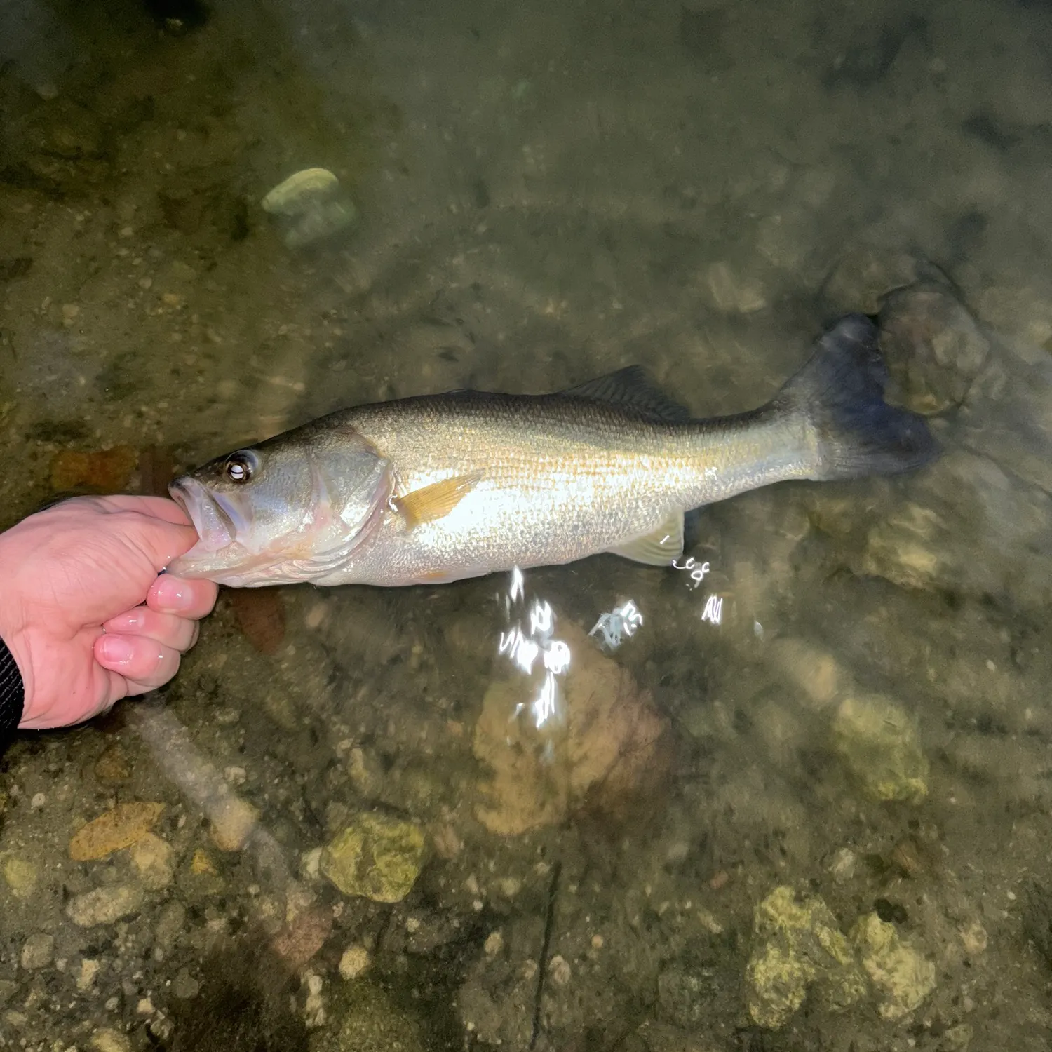 Largemouth bass caught on Fishbrain
