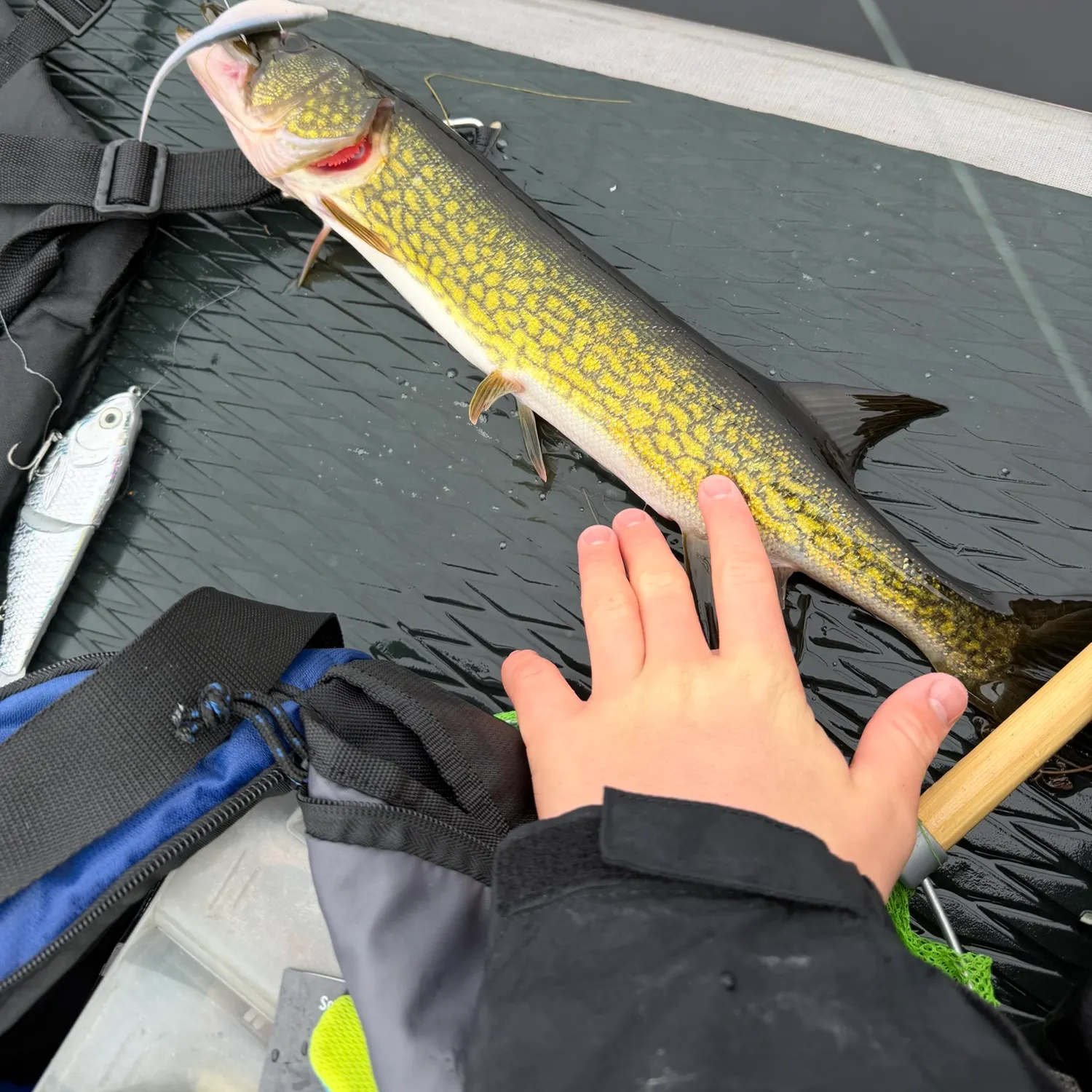 Chain pickerel caught on Fishbrain