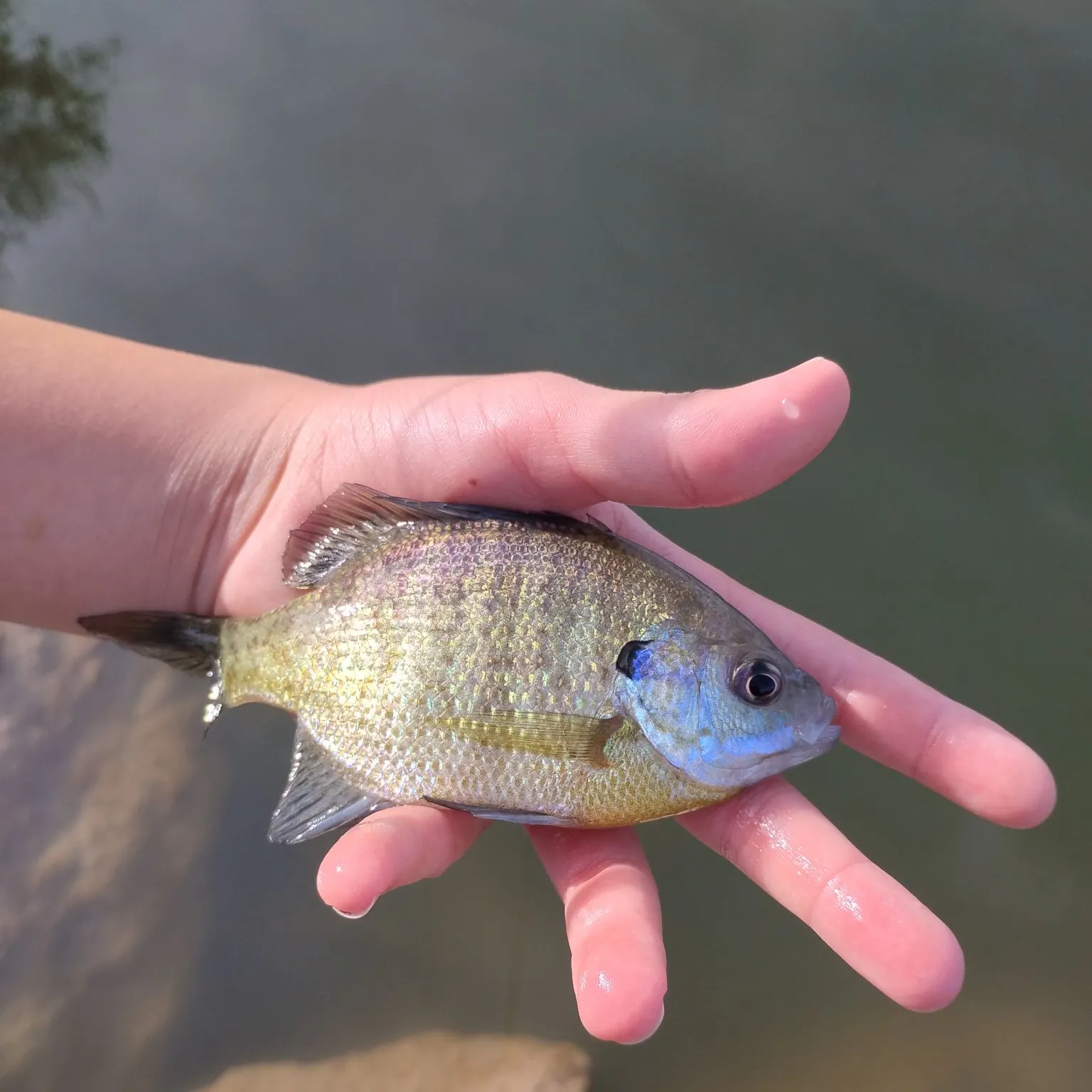 Bluegill caught on Fishbrain