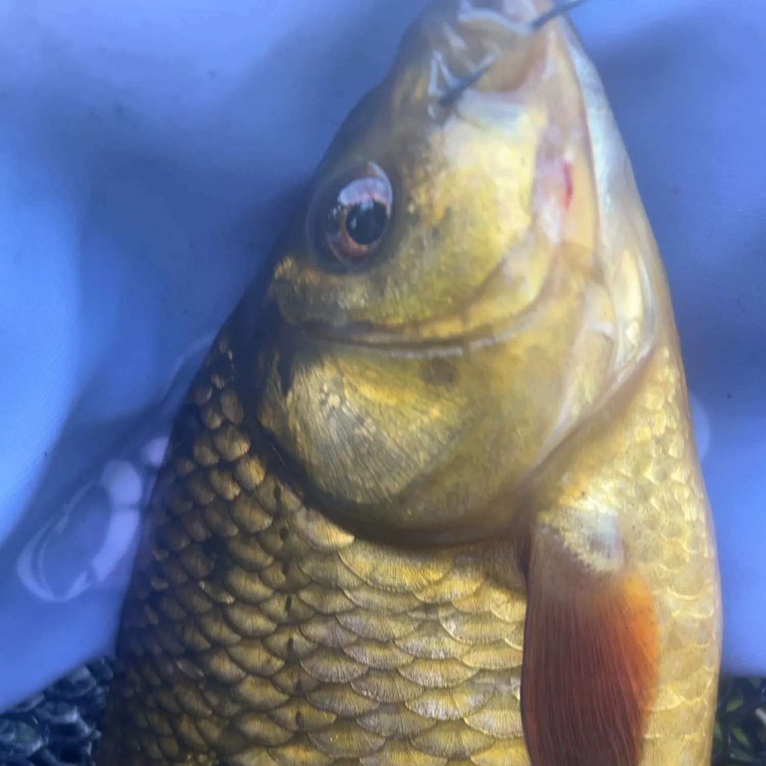 The most recent Crucian carp catches on Fishbrain