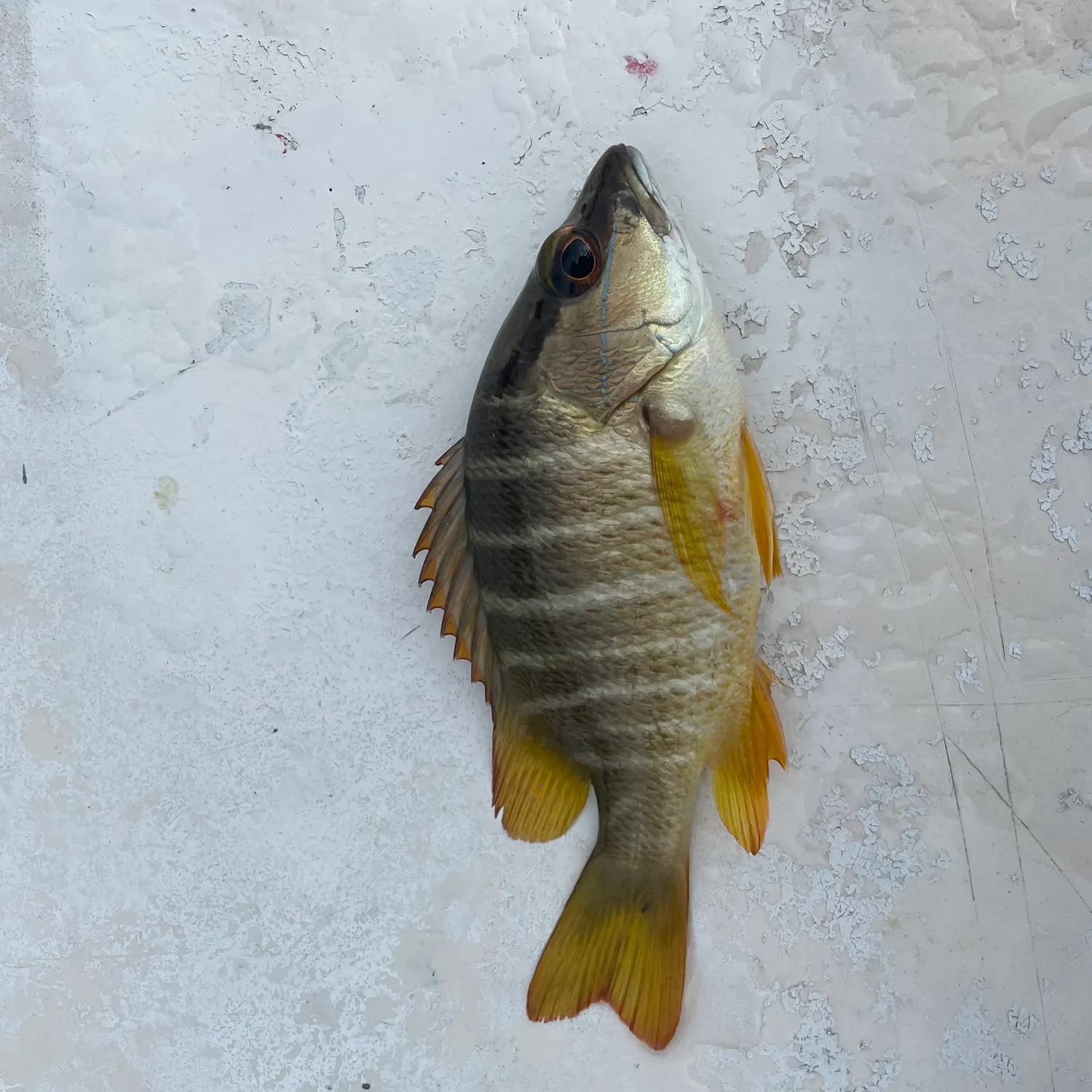 The most recent Mutton snapper catches on Fishbrain