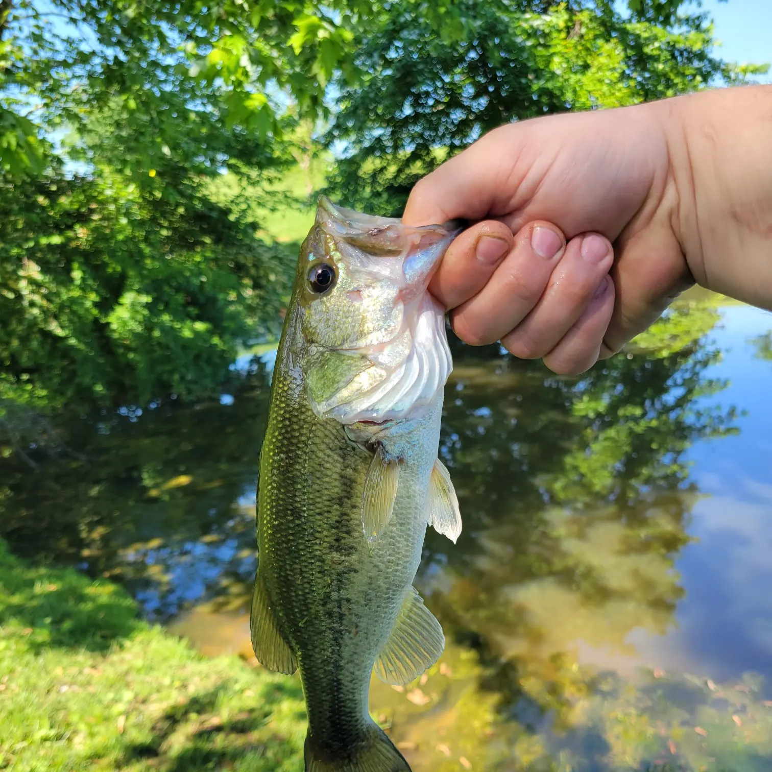 angler catch