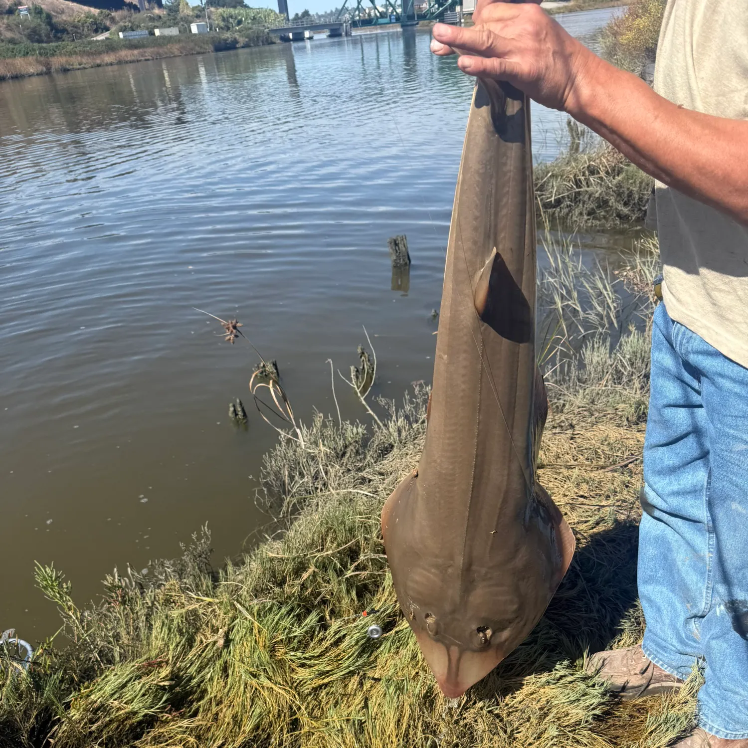 Pacific shovelnose guitarfish caught on Fishbrain