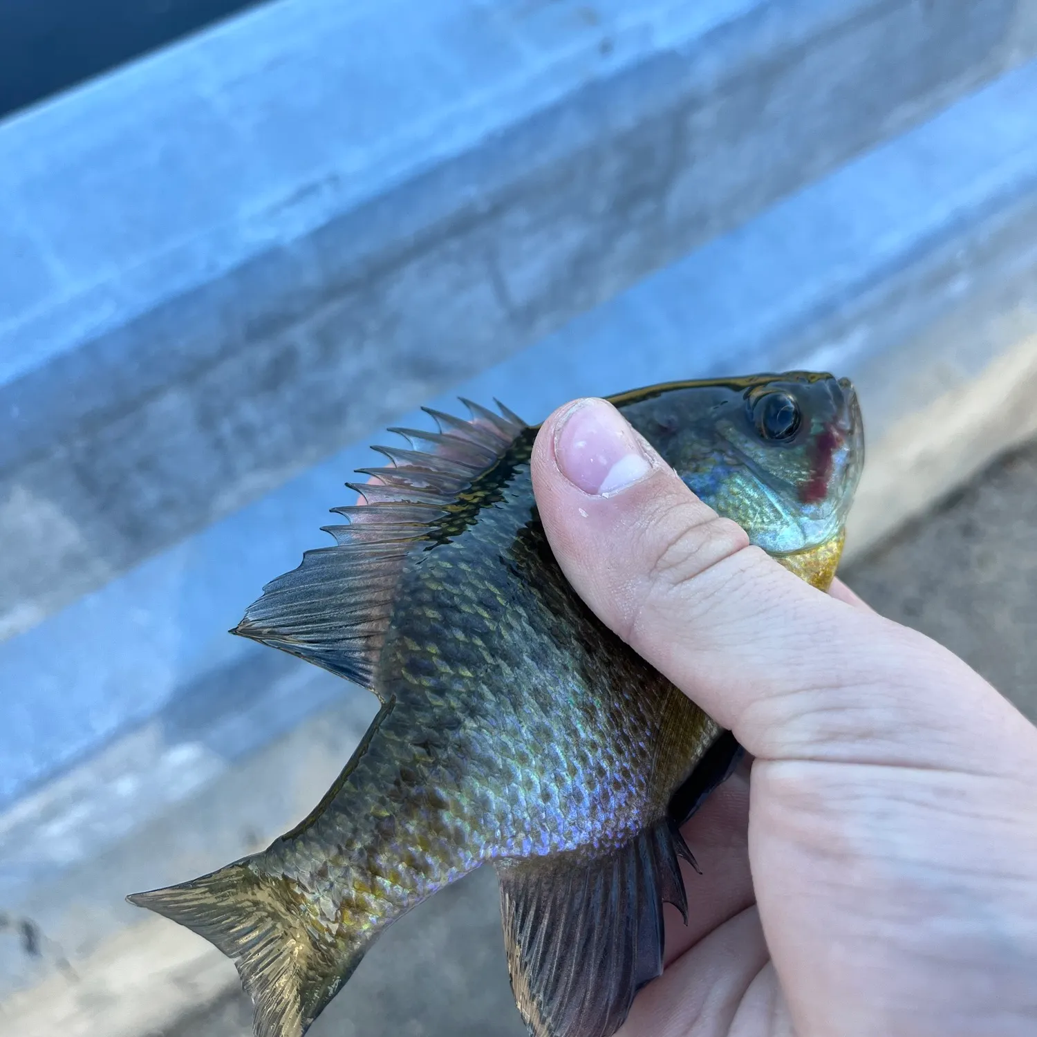 Bluegill caught on Fishbrain