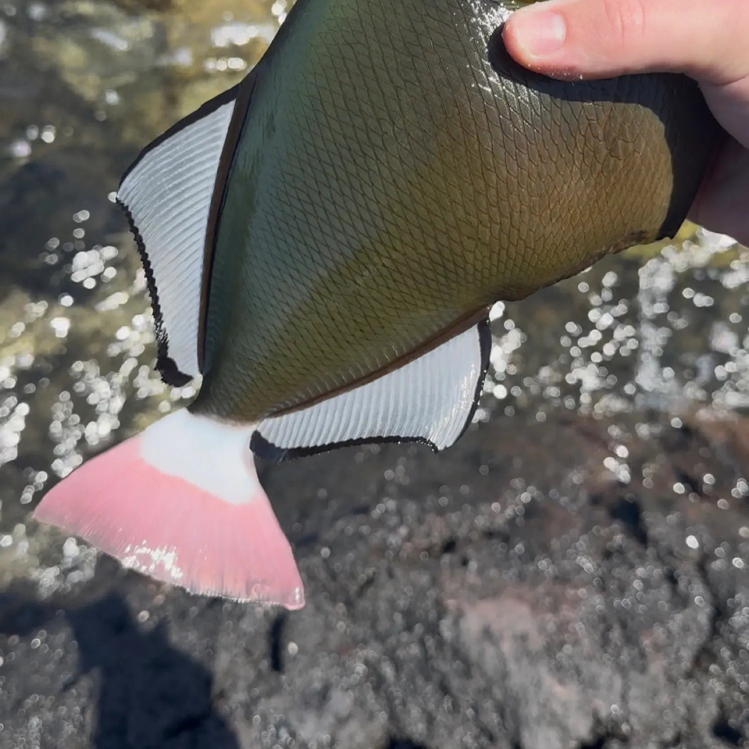 The most recent Pinktail triggerfish catches on Fishbrain