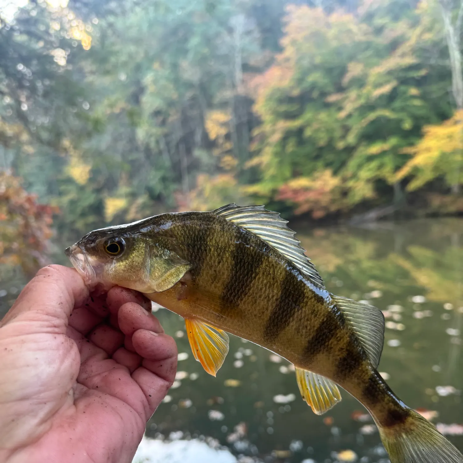 Yellow perch caught on Fishbrain