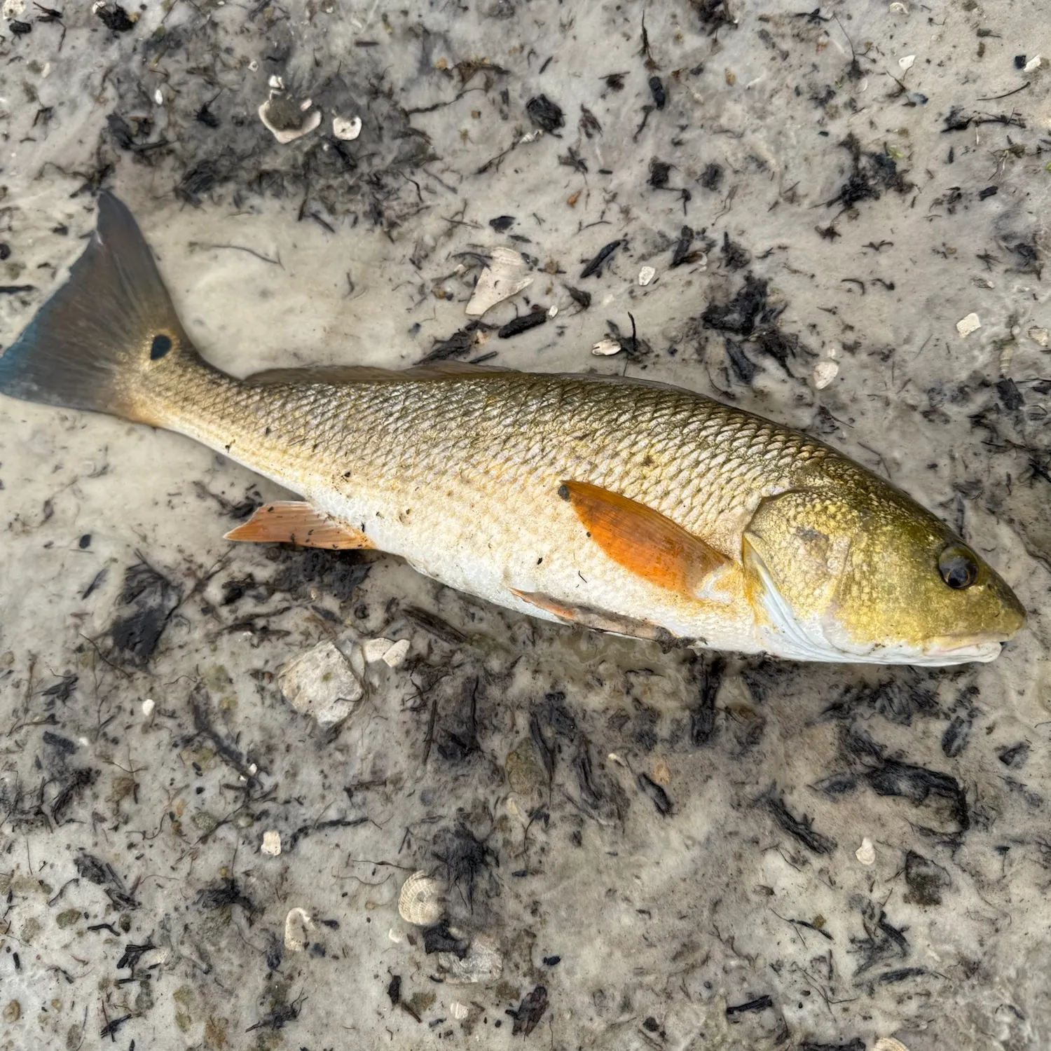Red drum caught on Fishbrain