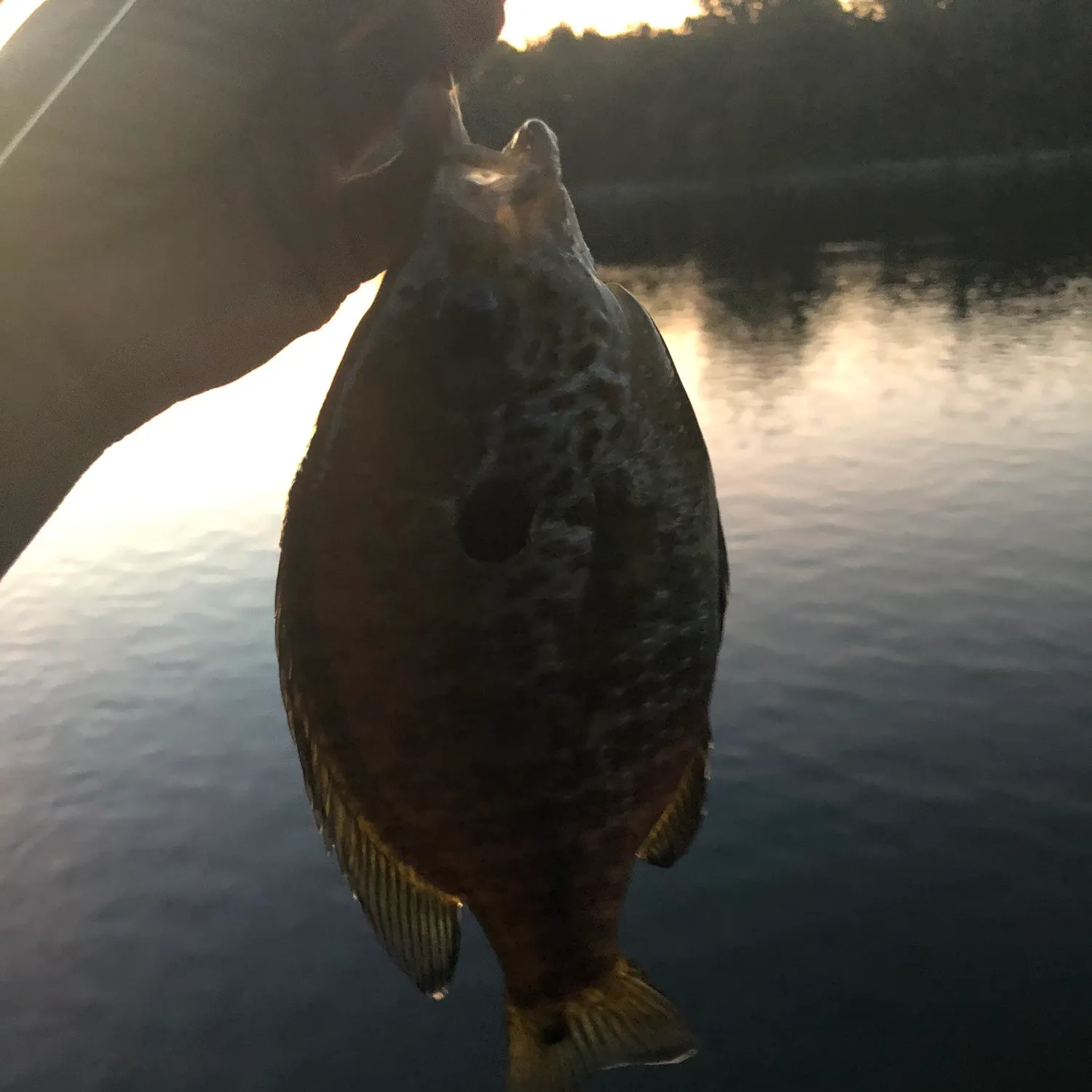 Redear sunfish caught on Fishbrain