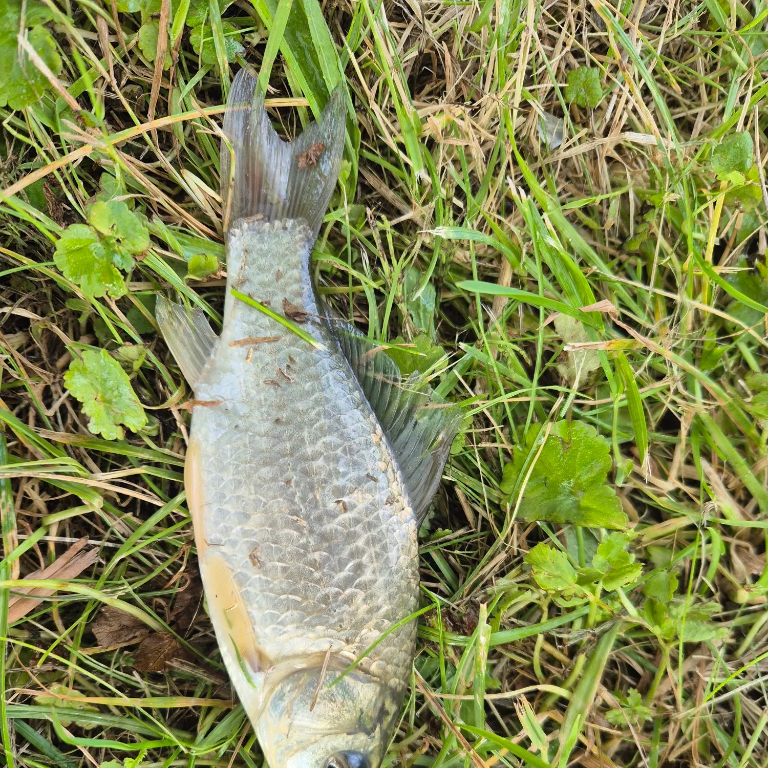 European chub caught on Fishbrain