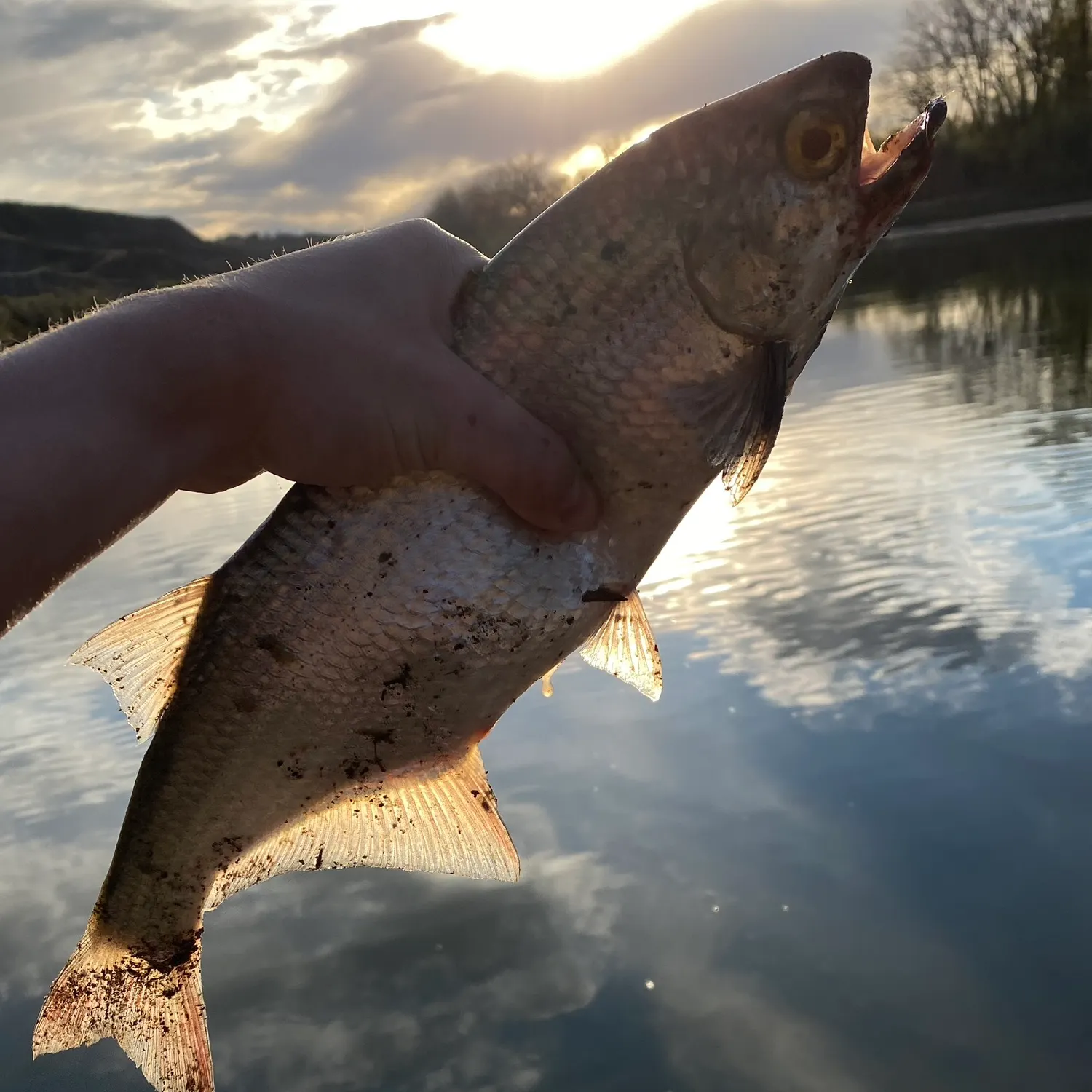 The most recent Goldeye catches on Fishbrain
