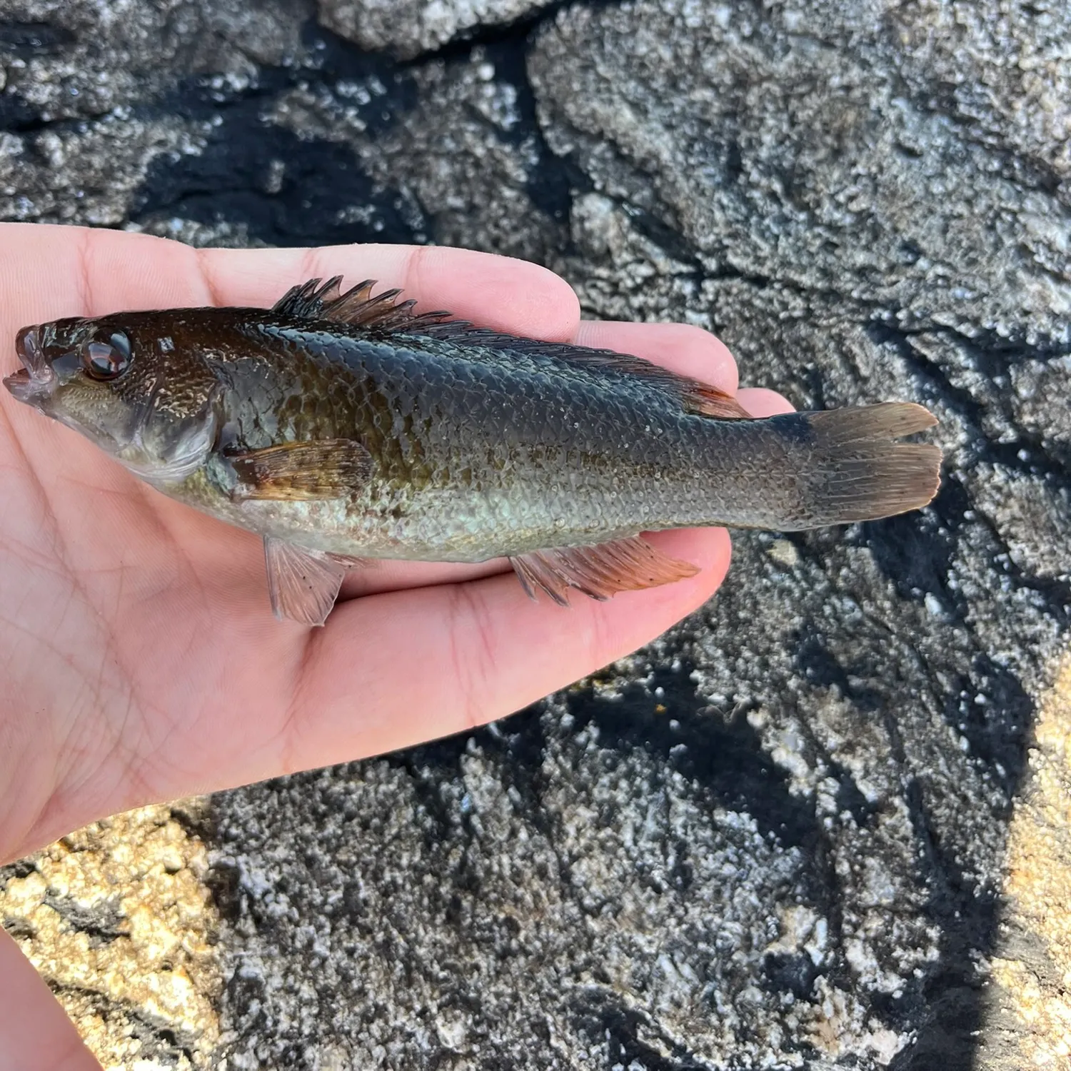 Goldsinny wrasse caught on Fishbrain