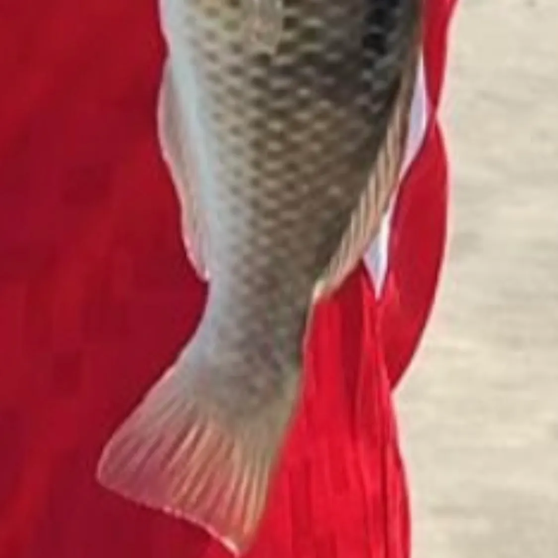 The most recent Spotty wrasse catches on Fishbrain