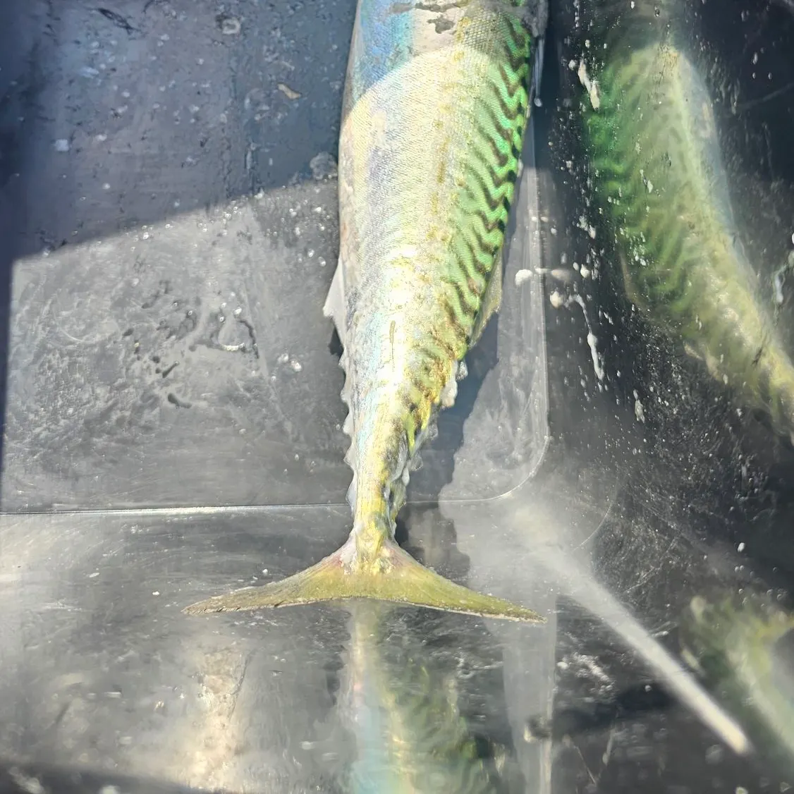 The most recent White croaker catches on Fishbrain