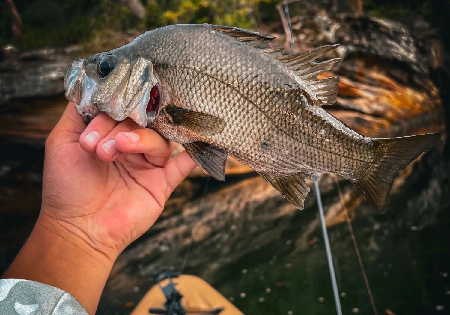 Estuary perch