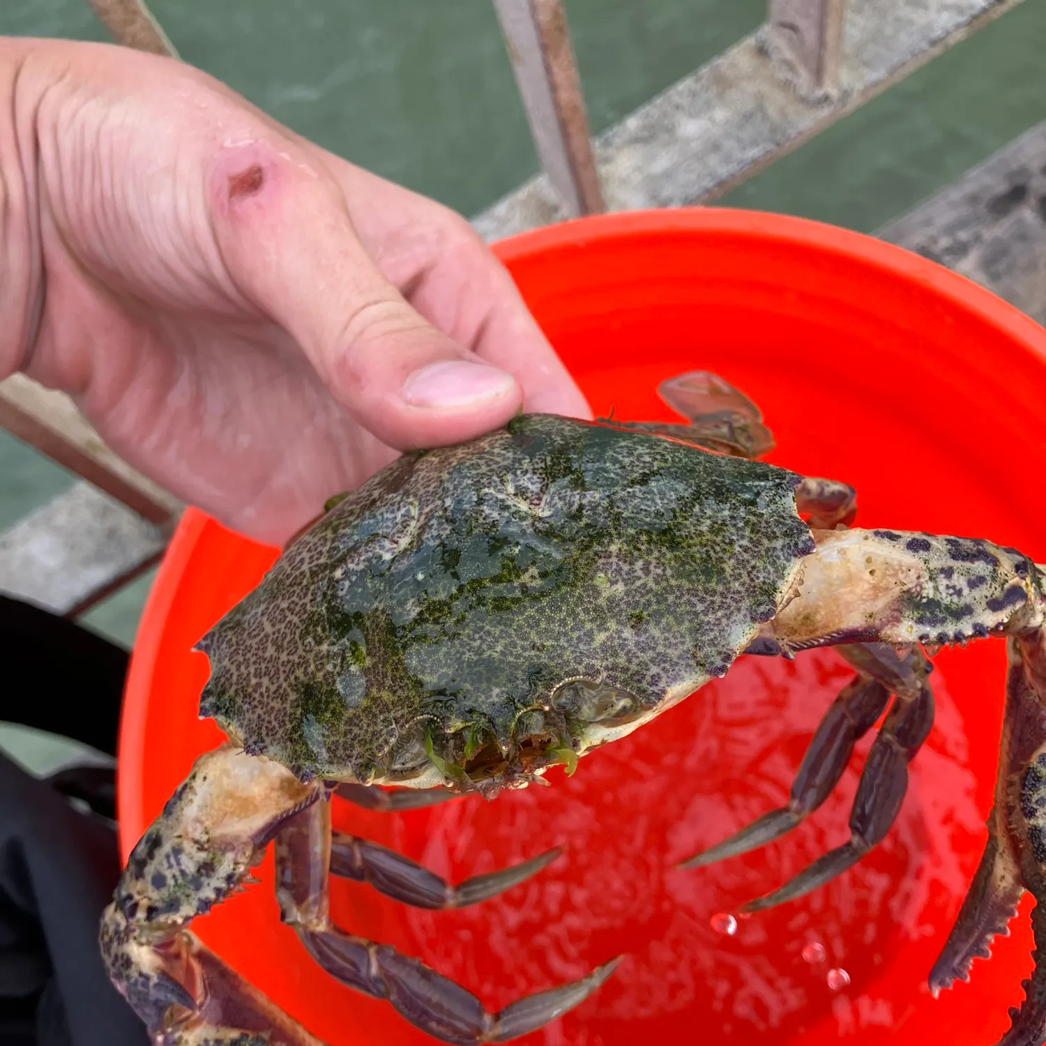 The most recent Dungeness crab catches on Fishbrain