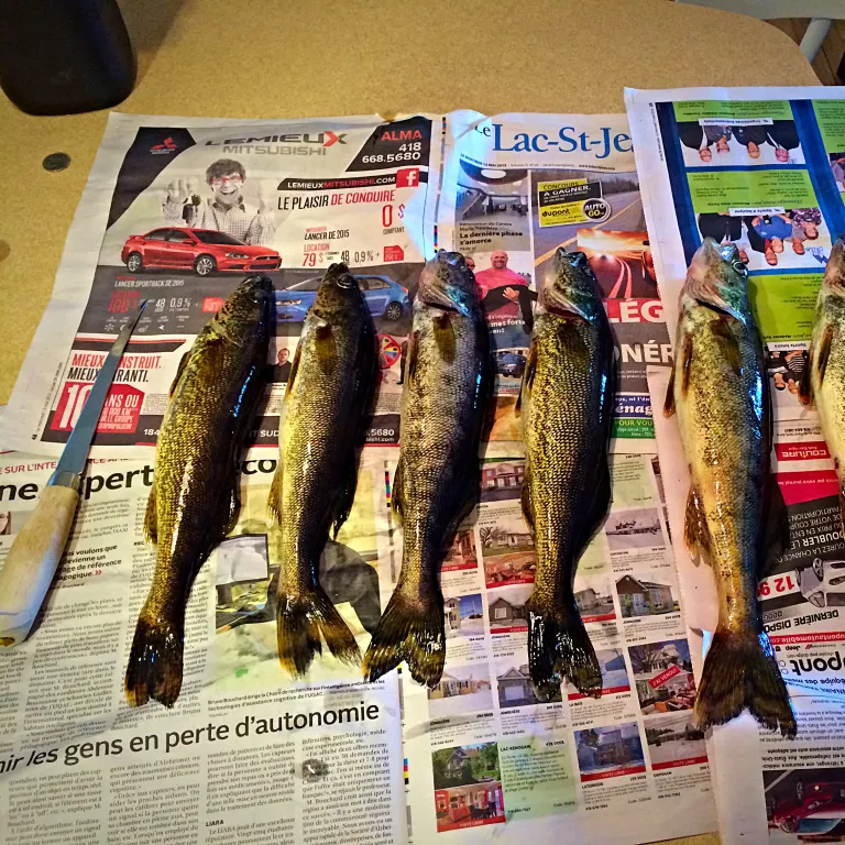 recently logged catches