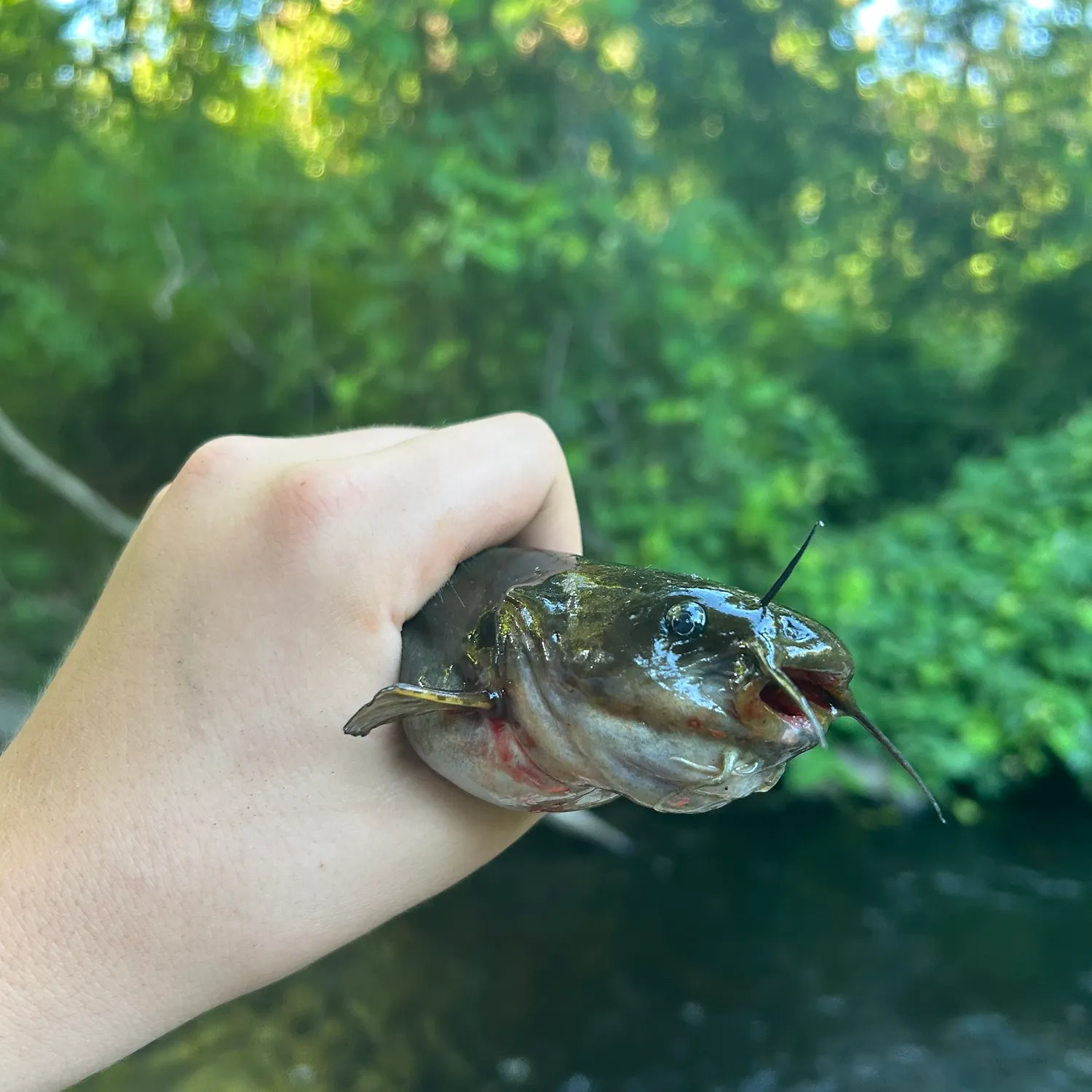 The most recent Black bullhead catches on Fishbrain
