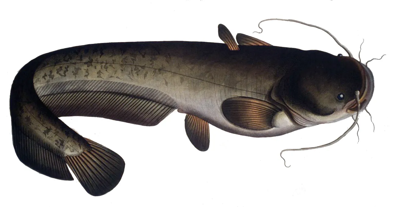 Amur catfish