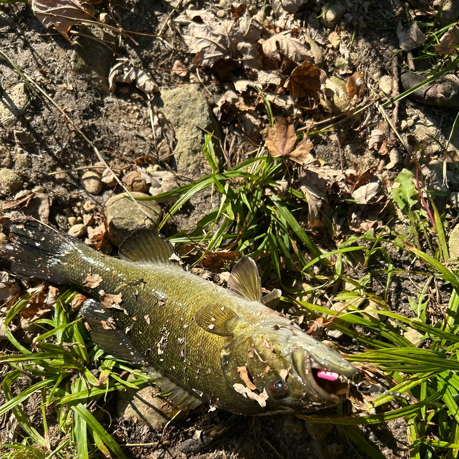 Smallmouth bass caught on Fishbrain
