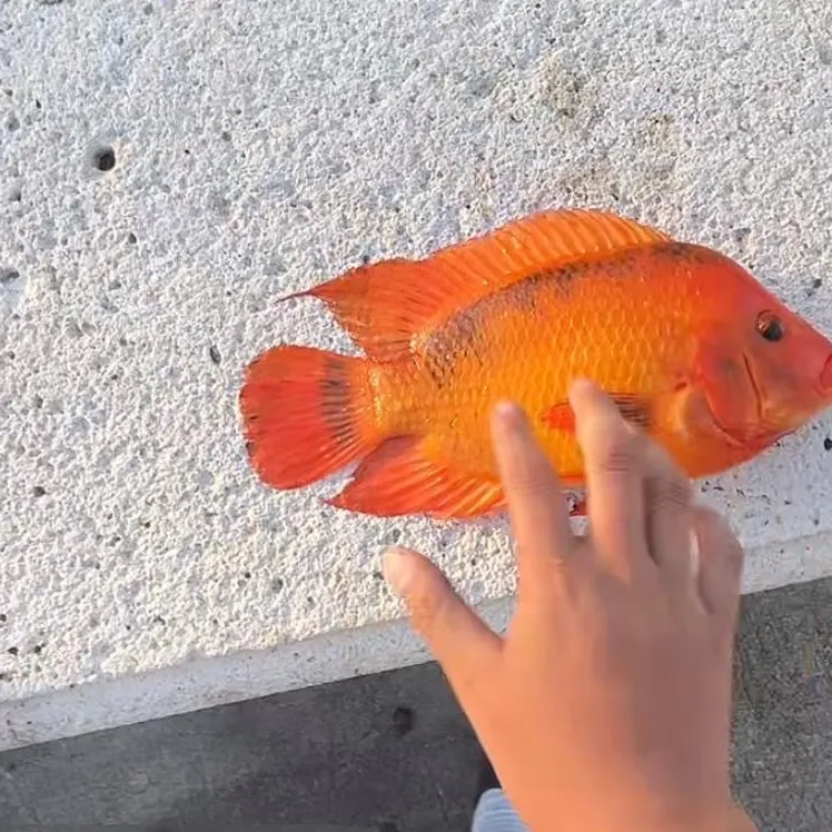Goldfish caught on Fishbrain