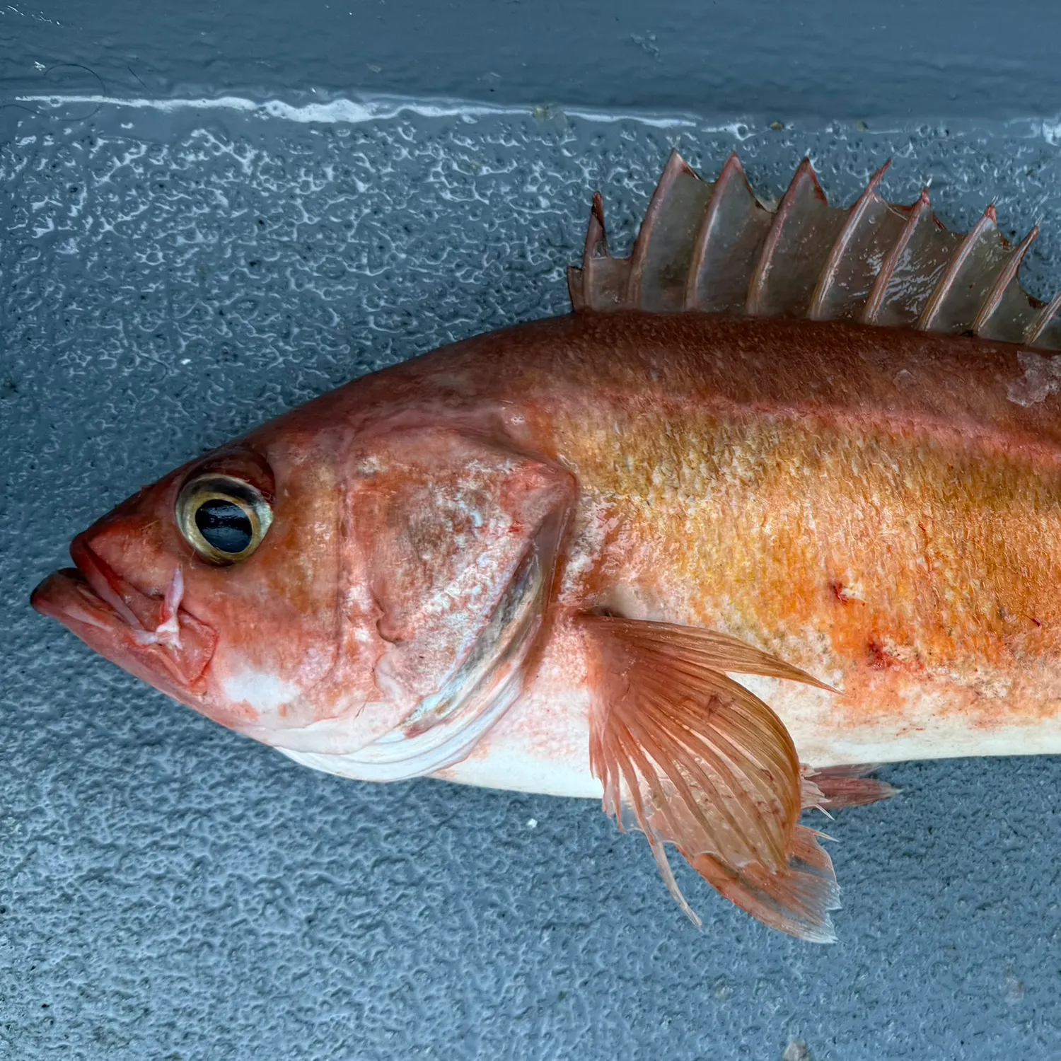The most recent Chilipepper catches on Fishbrain