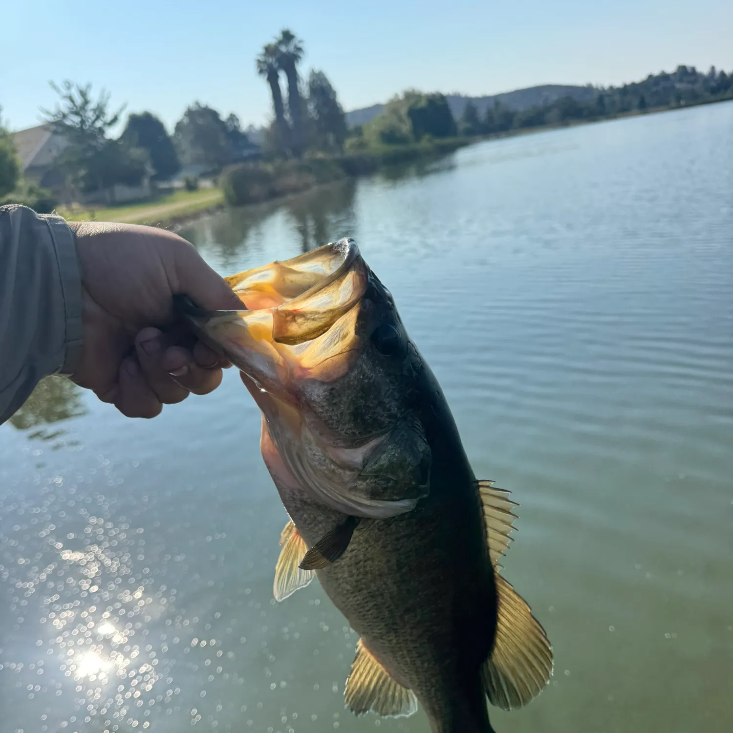 catch