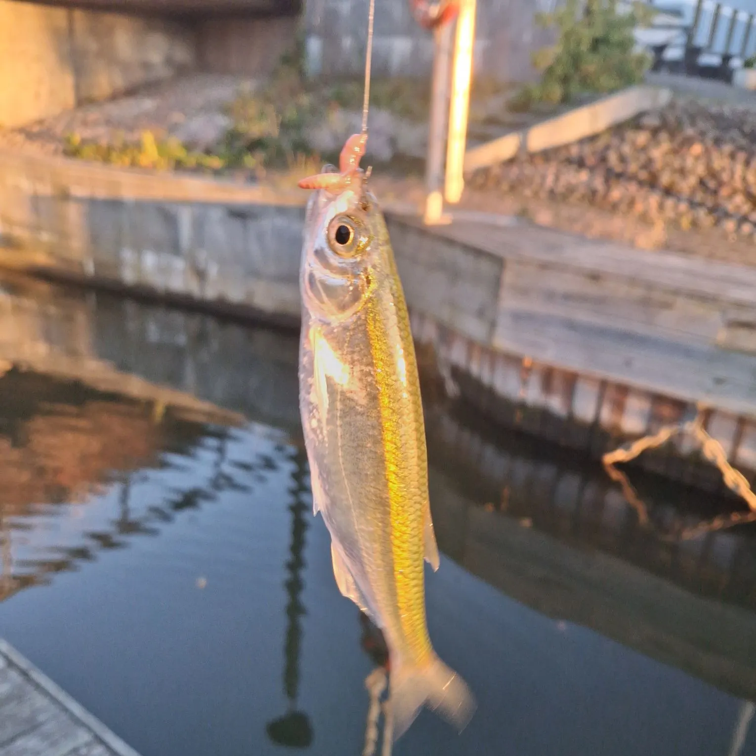 Common bleak caught on Fishbrain