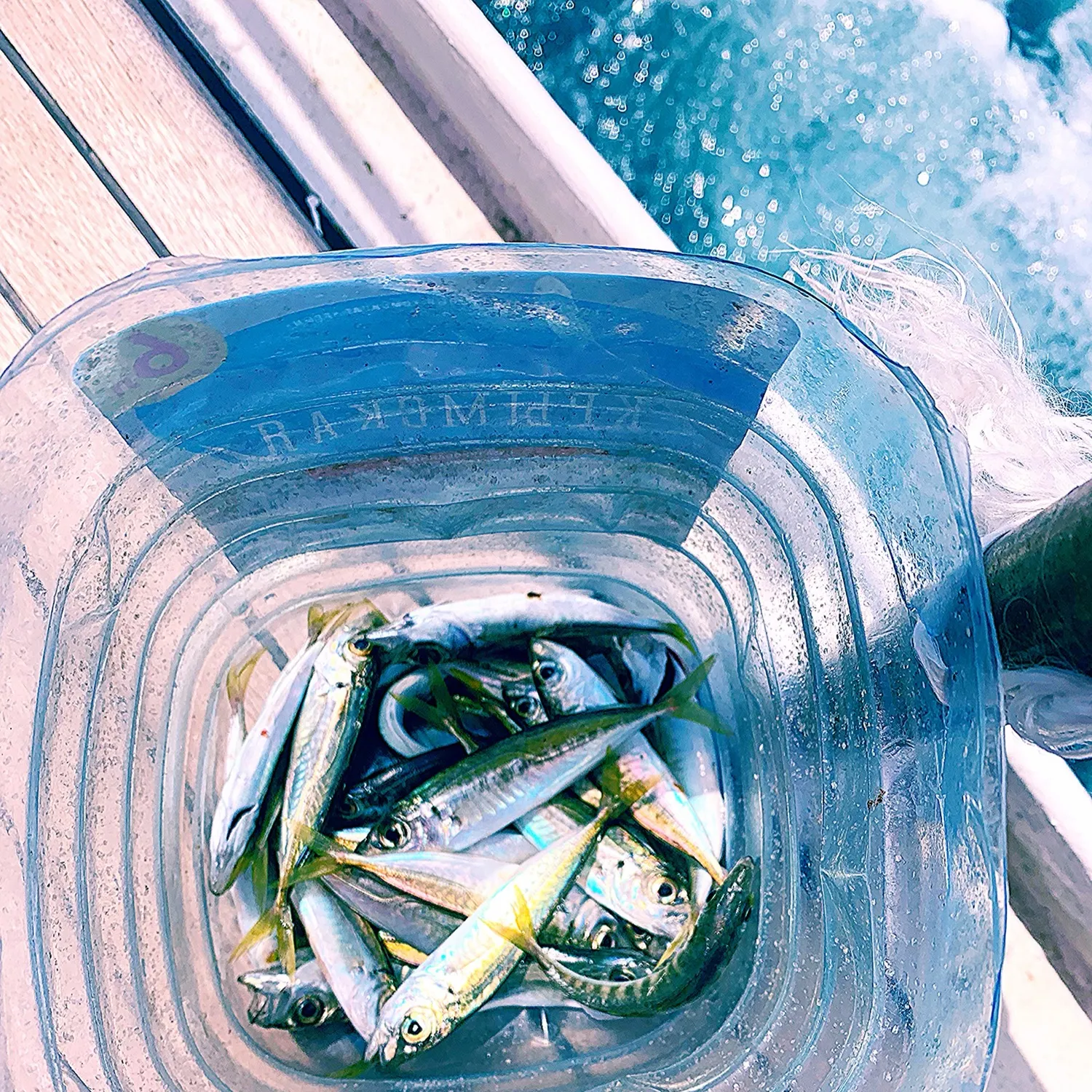 Sunbleak caught on Fishbrain