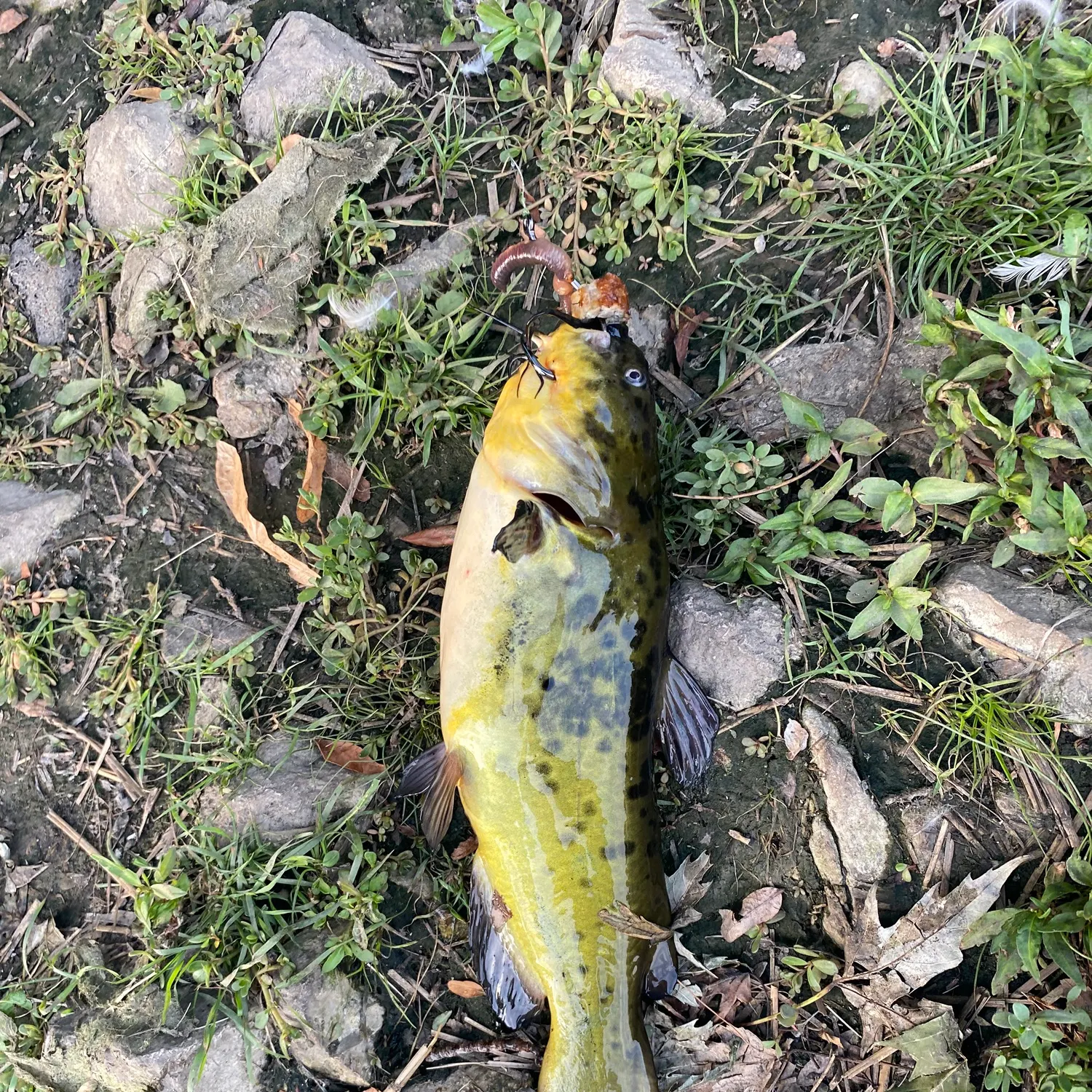 Yellow bullhead caught on Fishbrain